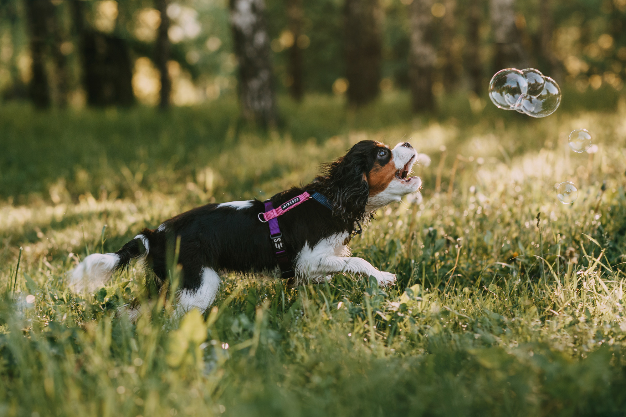 Вика и Морти. Фотограф-анималист Елена Радченко, Москва