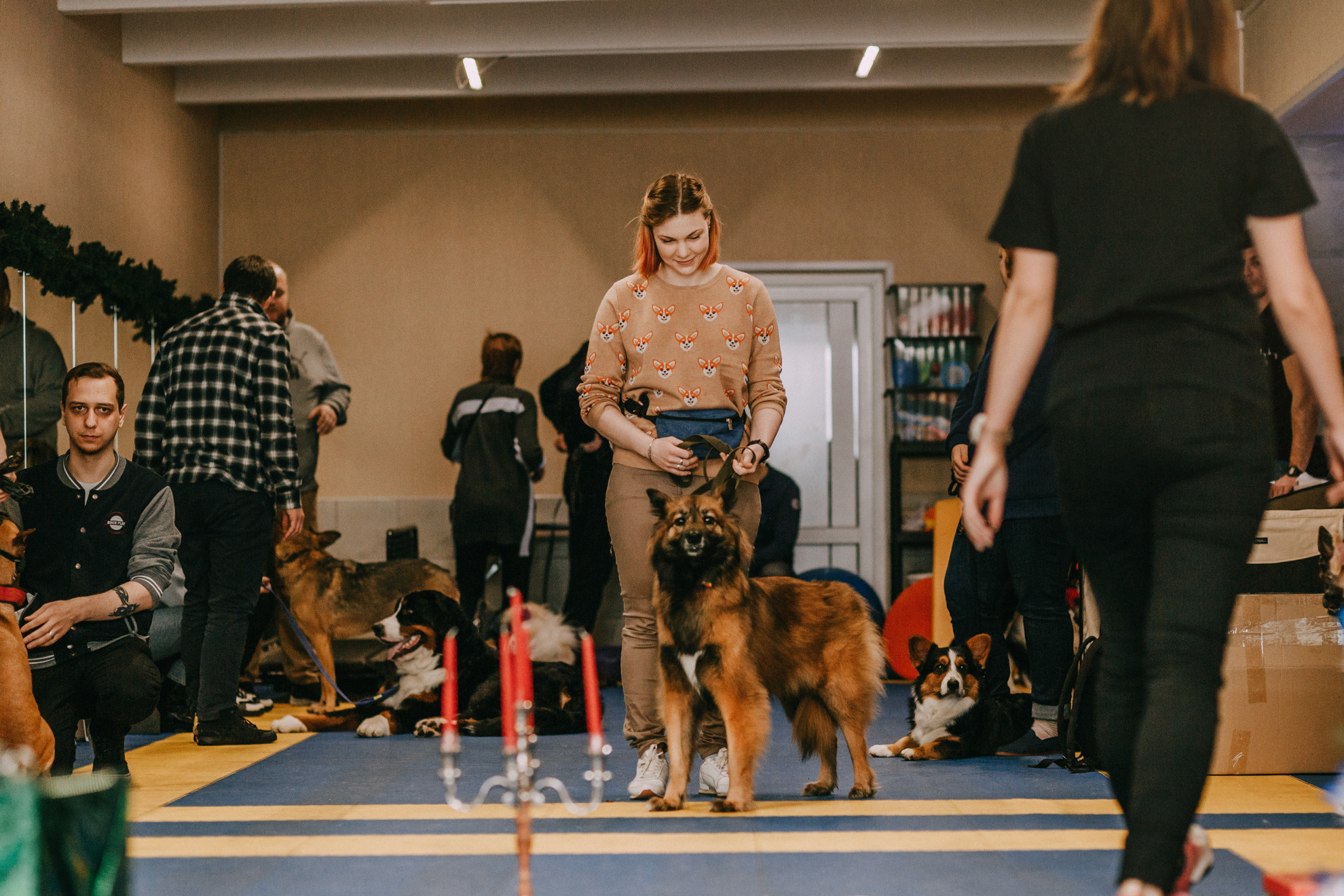 Собачий Новый год. Фотограф-анималист Елена Радченко, Москва