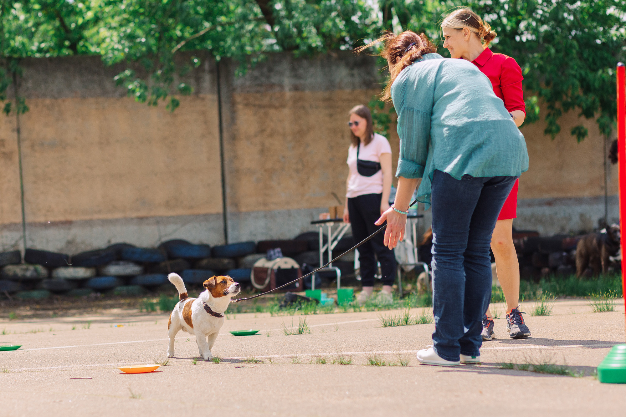 Дог-туса. Фотограф-анималист Елена Радченко, Москва