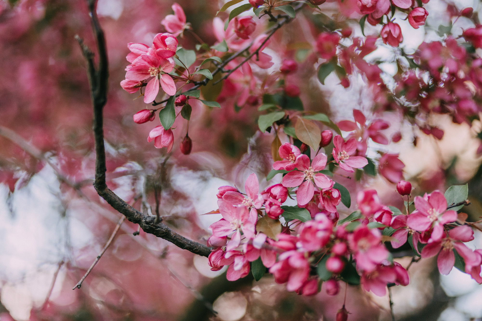 Анна, Чарли и Ева. Фотограф-анималист Елена Радченко, Москва