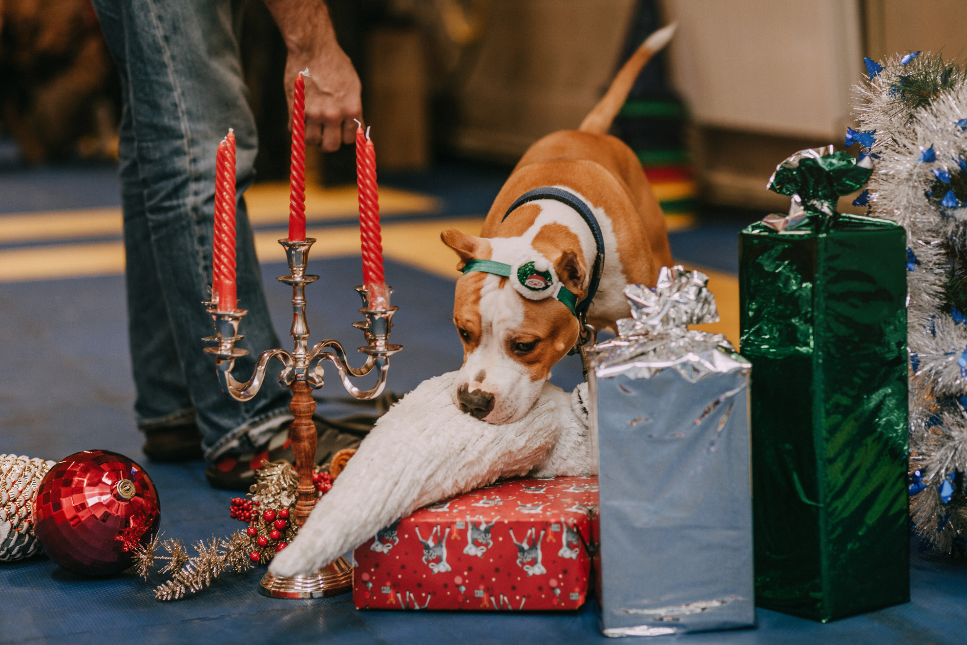 Собачий Новый год. Фотограф-анималист Елена Радченко, Москва