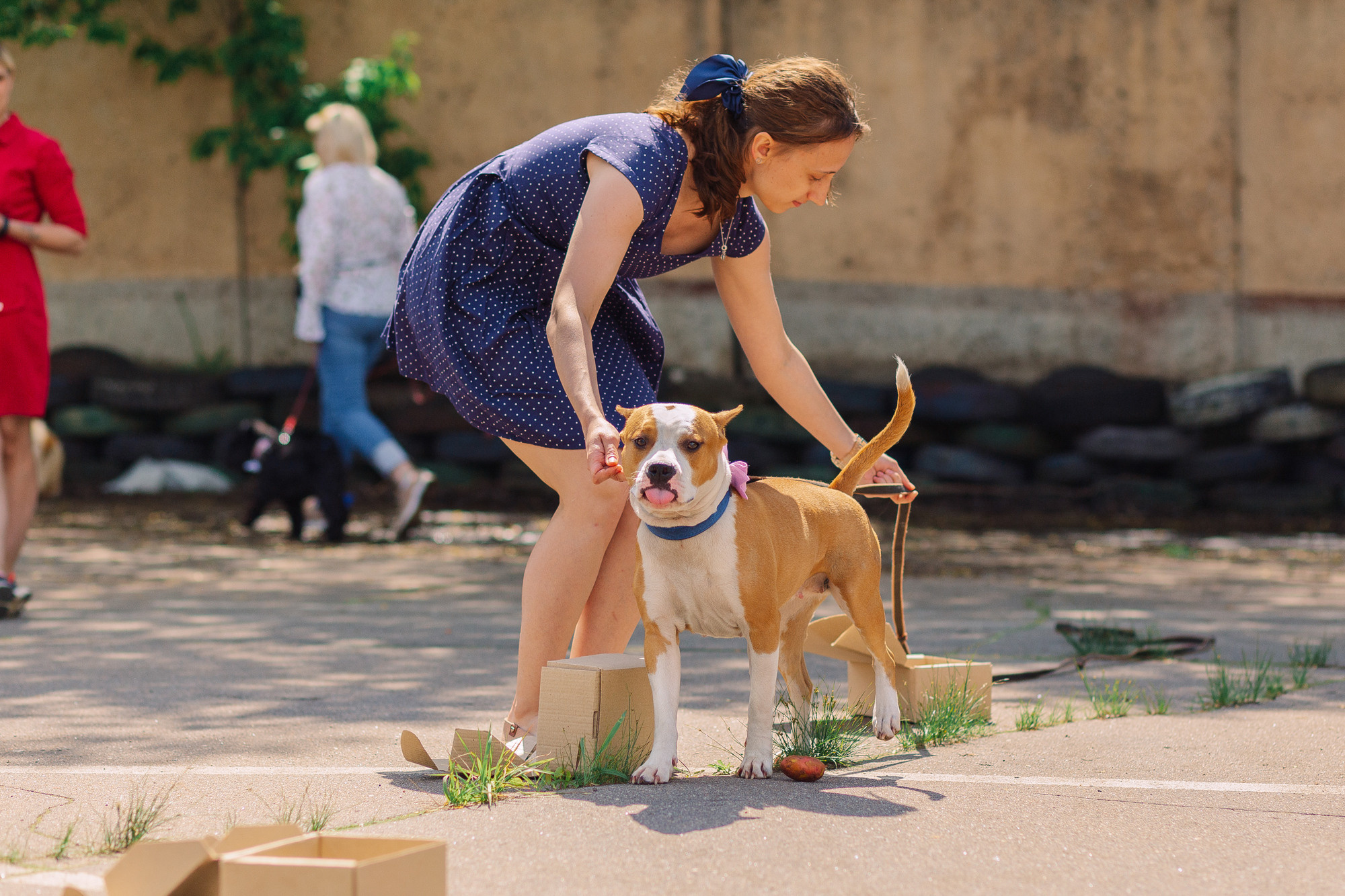 Дог-туса. Фотограф-анималист Елена Радченко, Москва