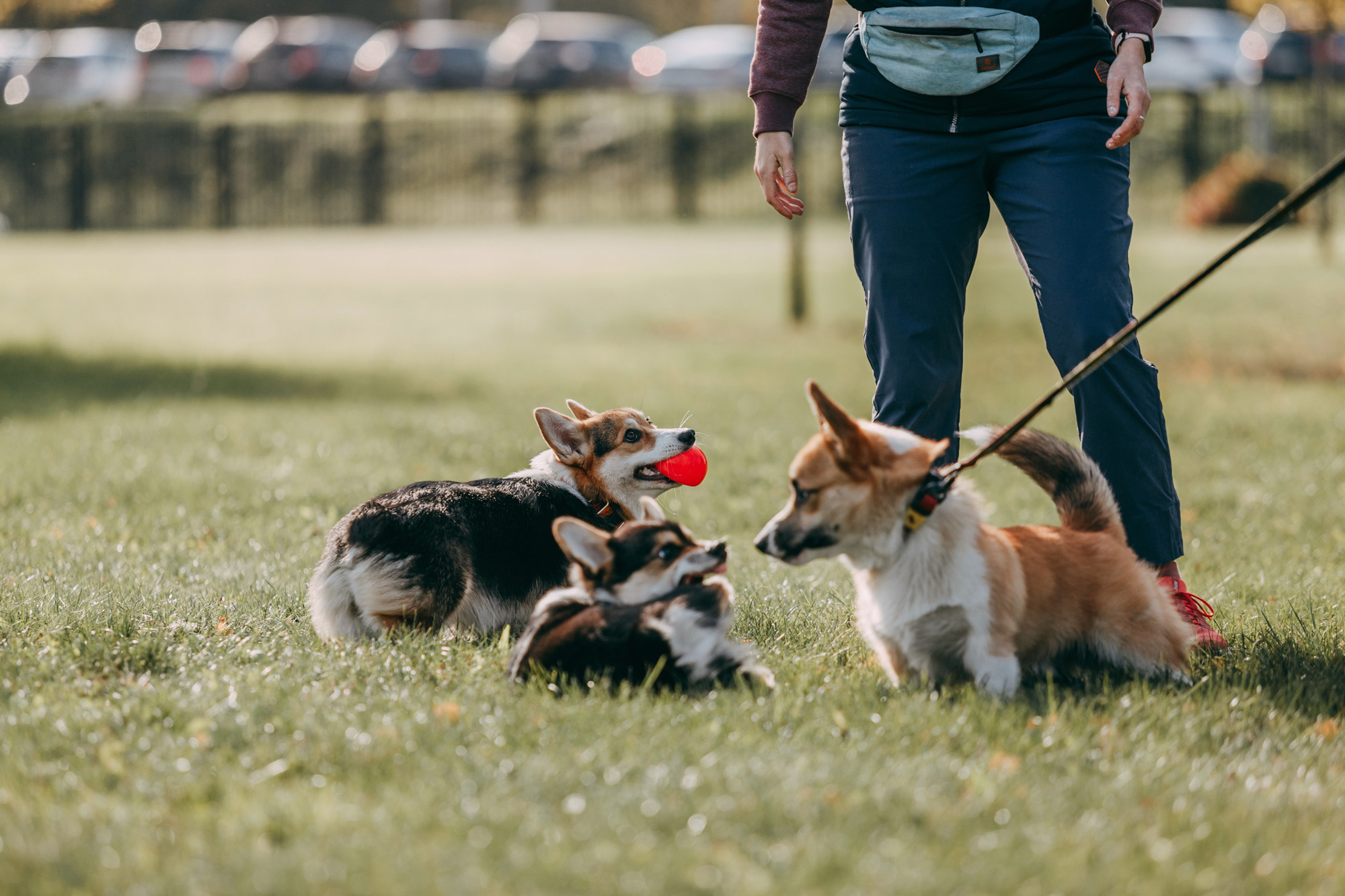 День рождения Габи. Фотограф-анималист Елена Радченко, Москва