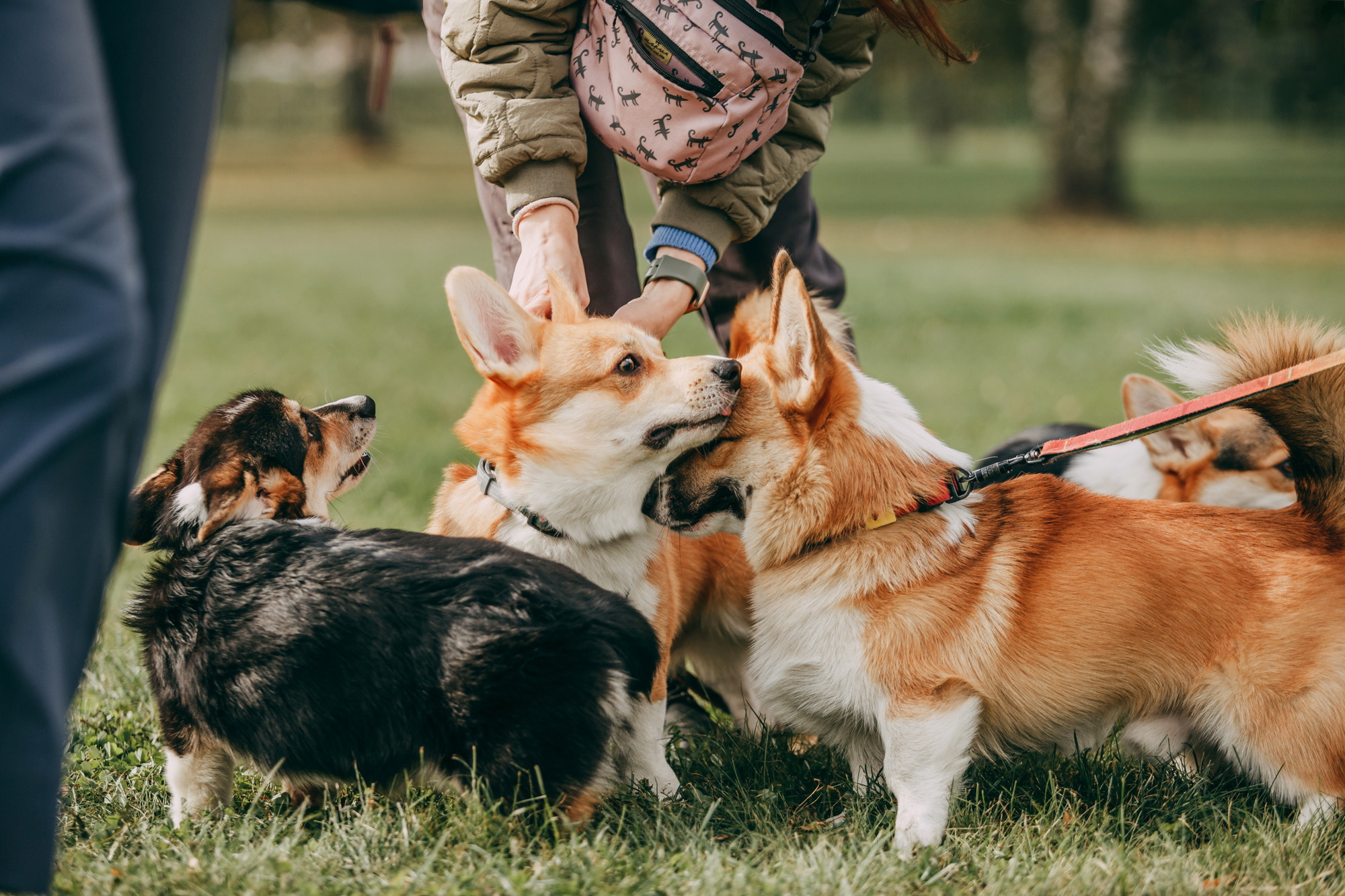 День рождения Габи. Фотограф-анималист Елена Радченко, Москва