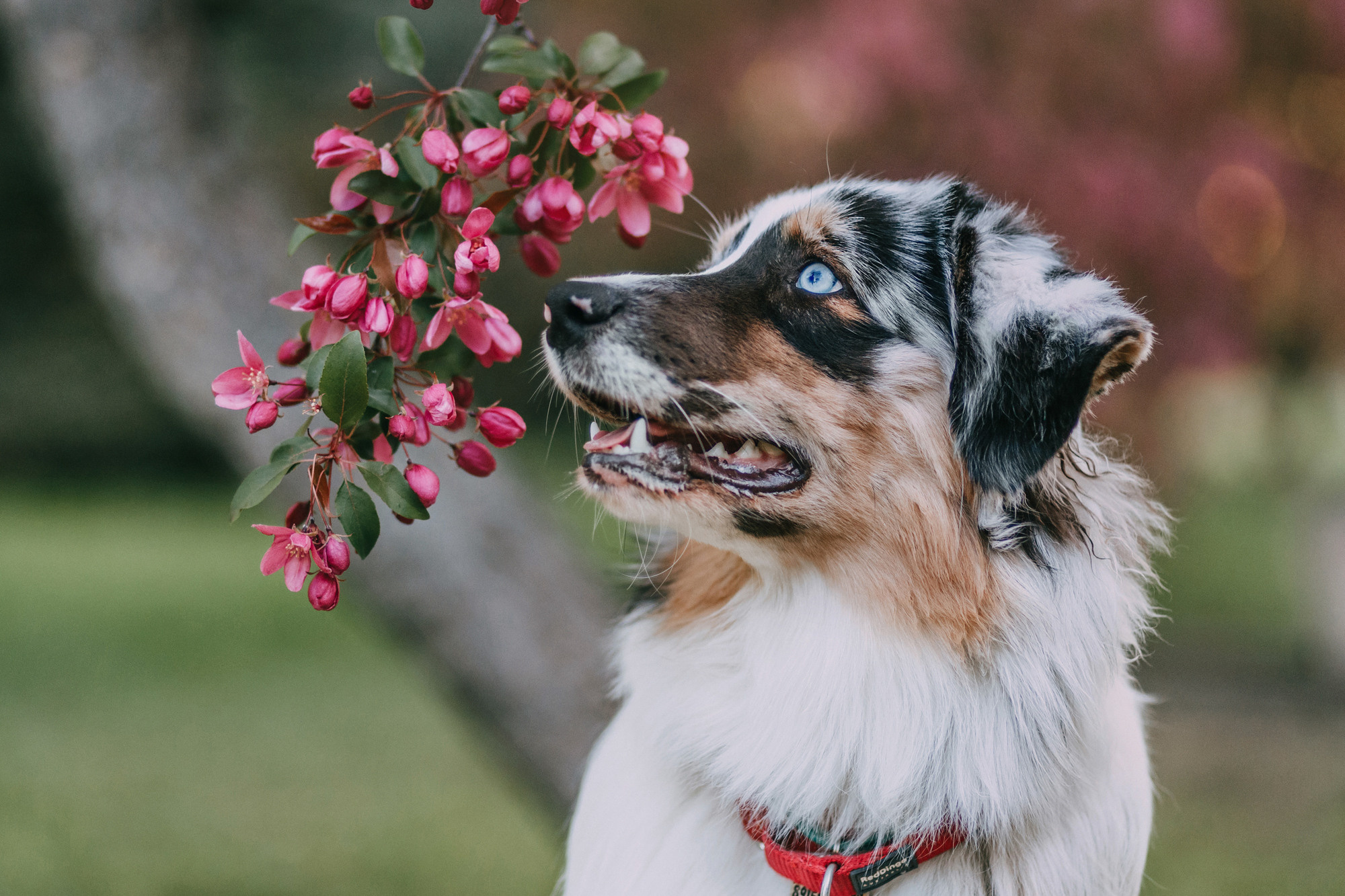 Анна, Чарли и Ева. Фотограф-анималист Елена Радченко, Москва
