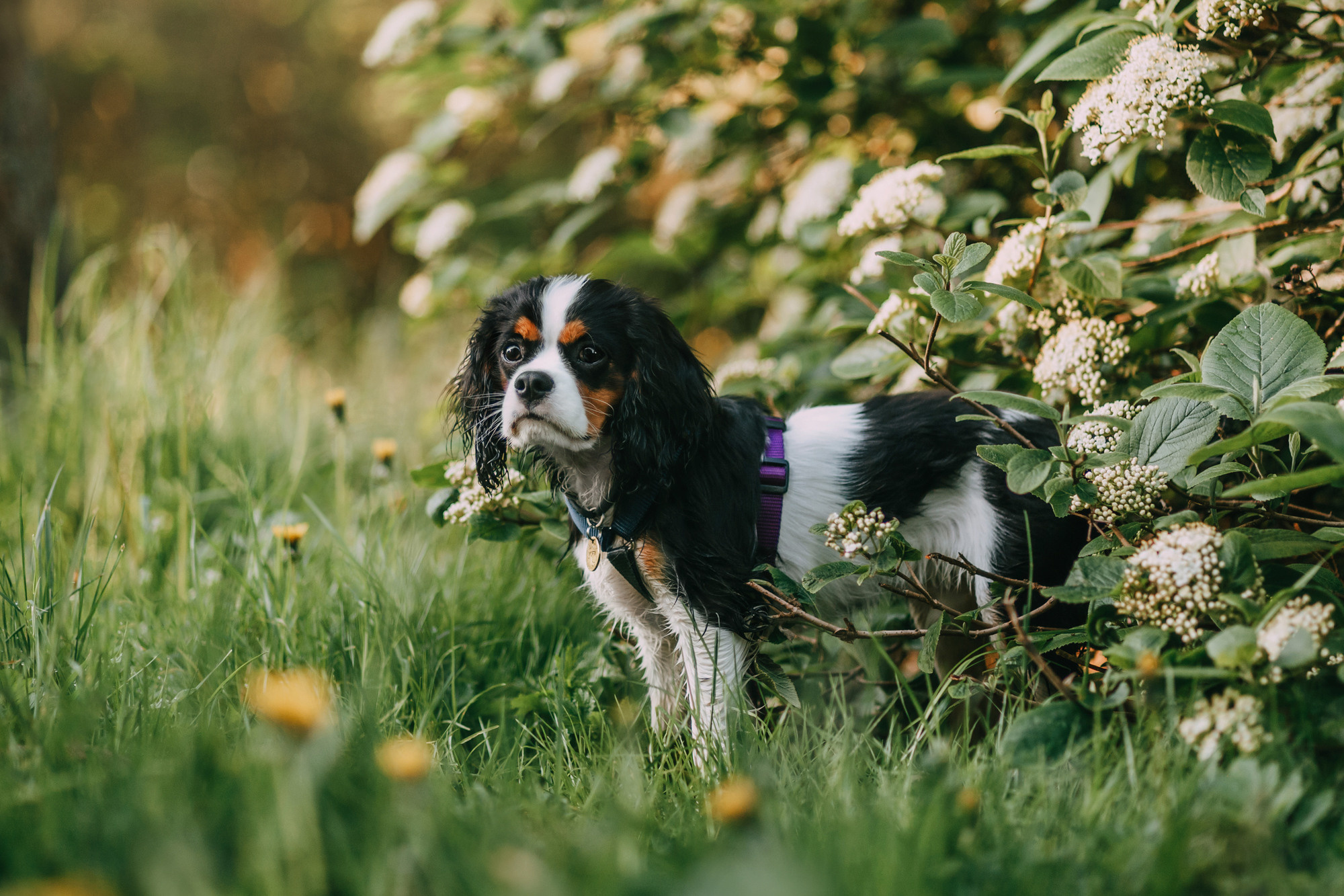 Вика и Морти. Фотограф-анималист Елена Радченко, Москва