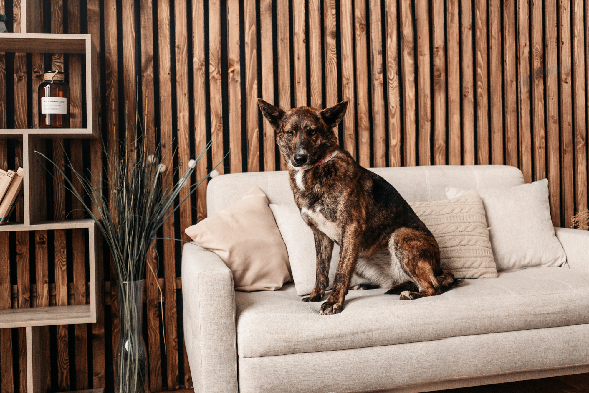 Эдит и Диди. Фотограф-анималист Елена Радченко, Москва