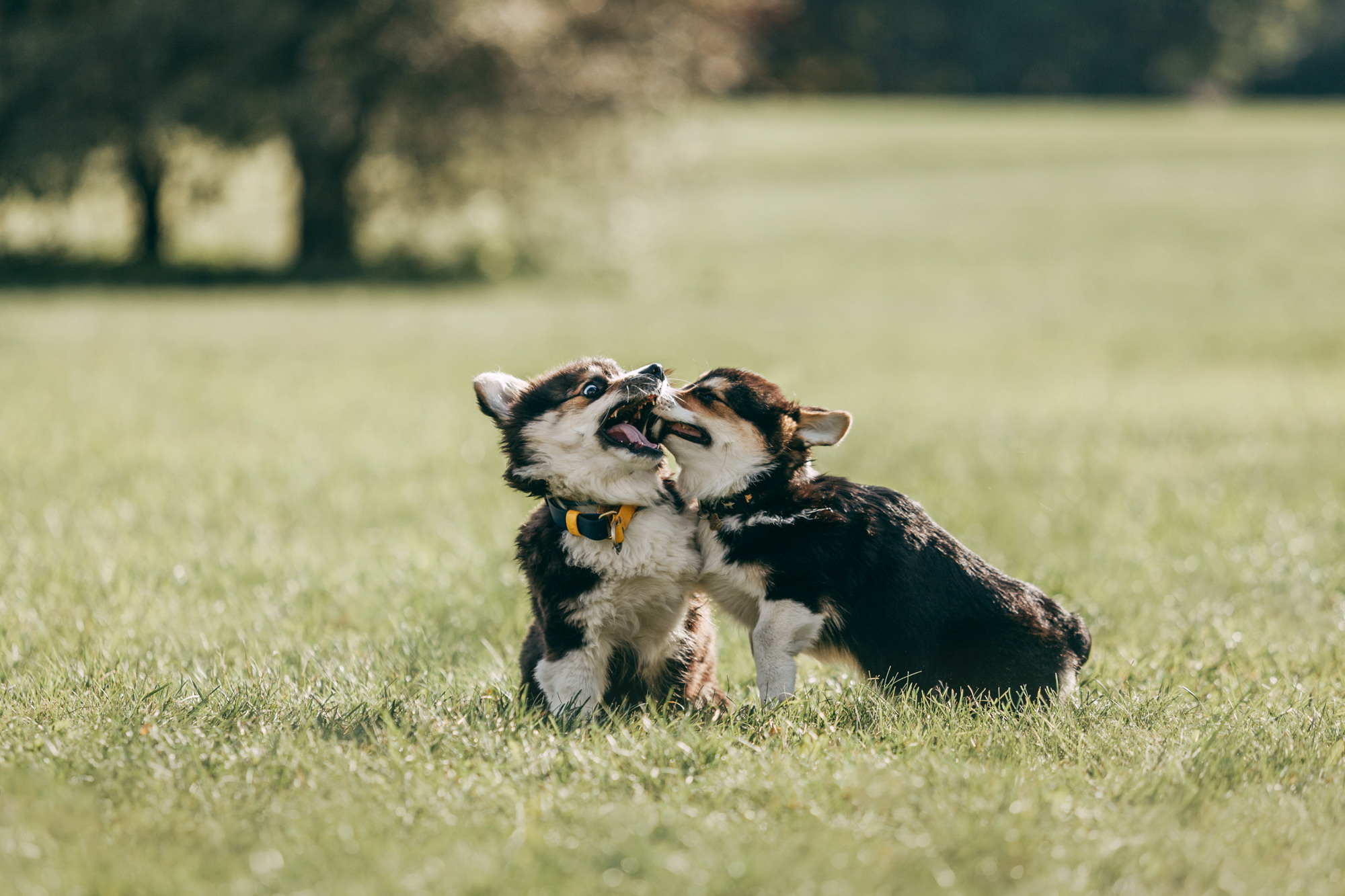 День рождения Габи. Фотограф-анималист Елена Радченко, Москва