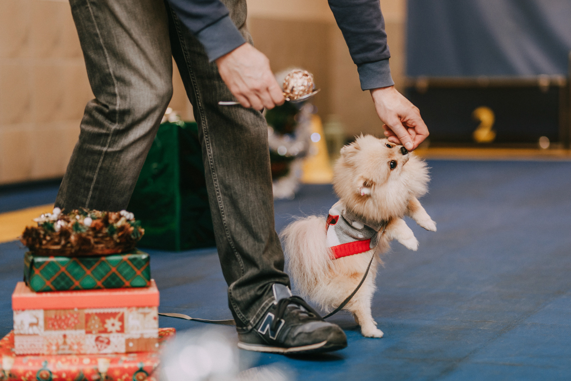 Собачий Новый год. Фотограф-анималист Елена Радченко, Москва