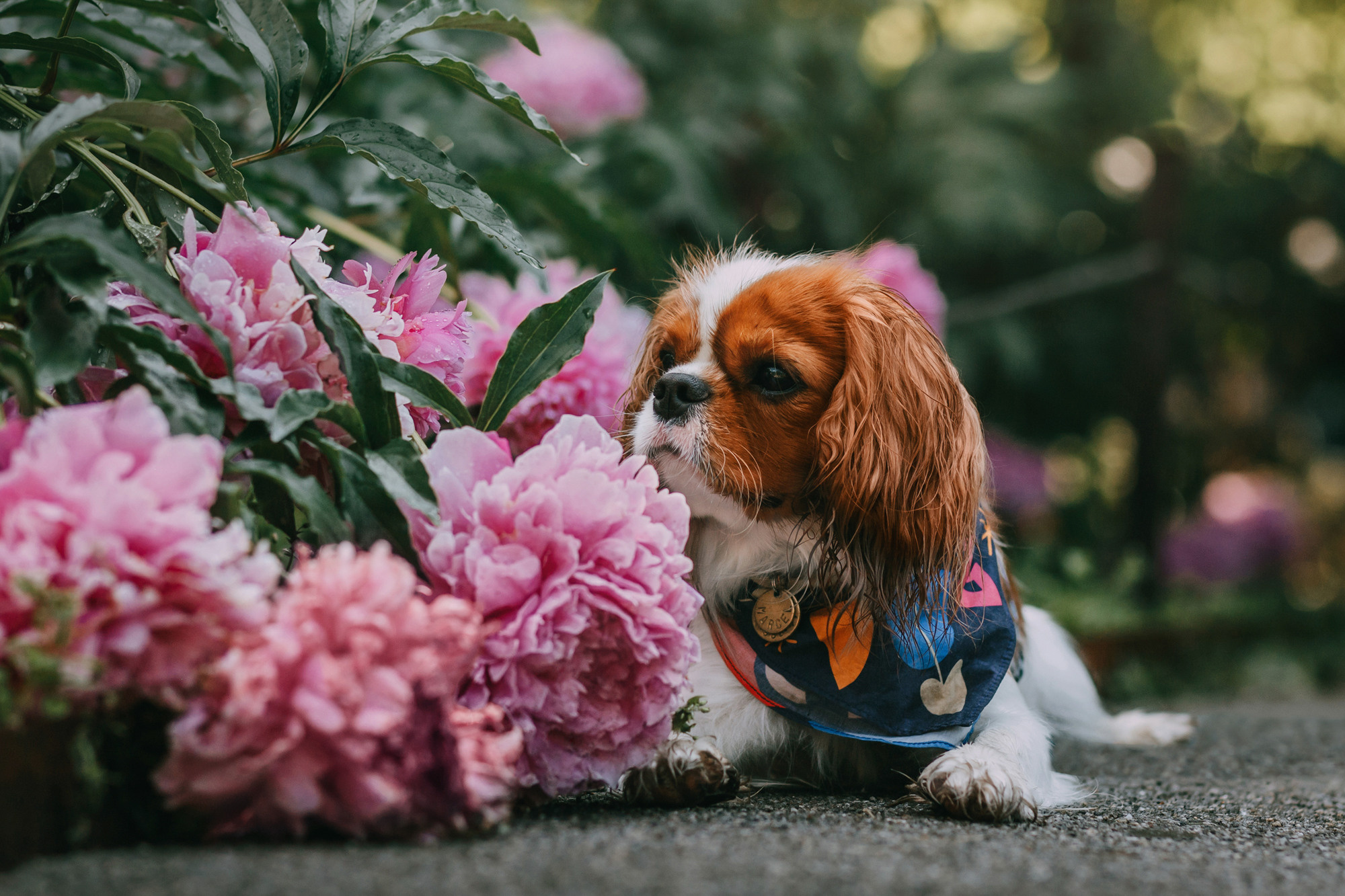 Анастасия и Марсель. Фотограф-анималист Елена Радченко, Москва