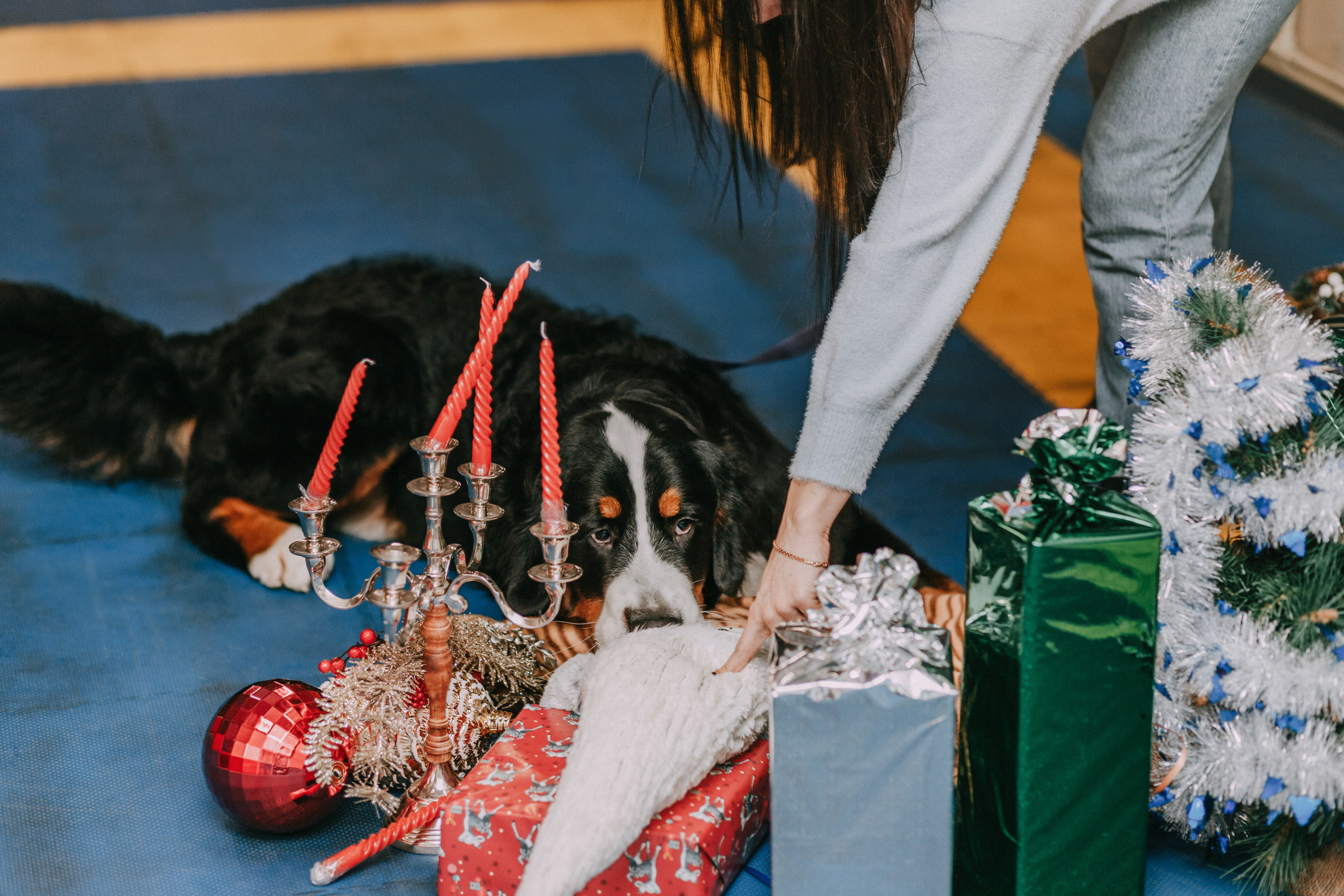 Собачий Новый год. Фотограф-анималист Елена Радченко, Москва