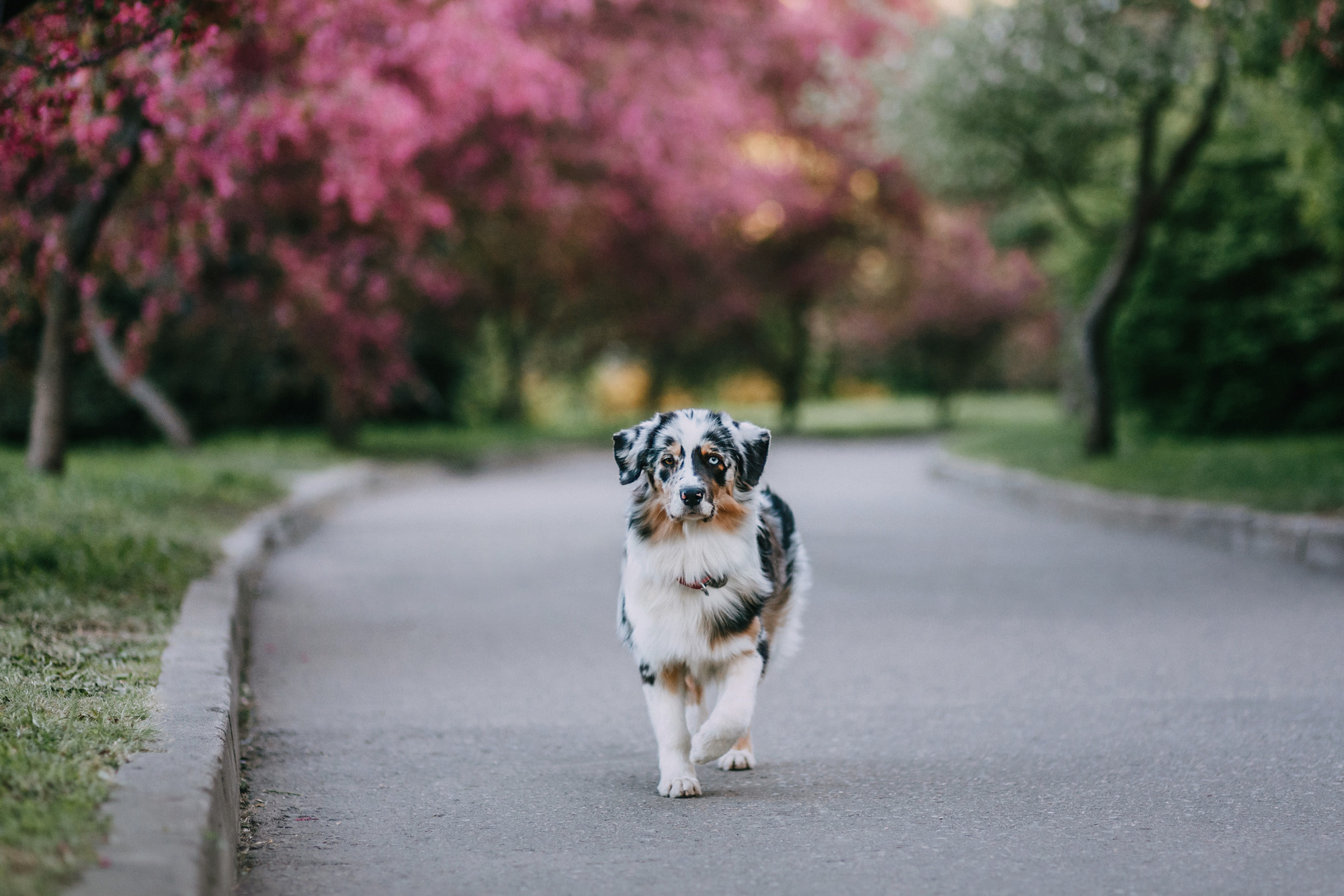 Анна, Чарли и Ева. Фотограф-анималист Елена Радченко, Москва