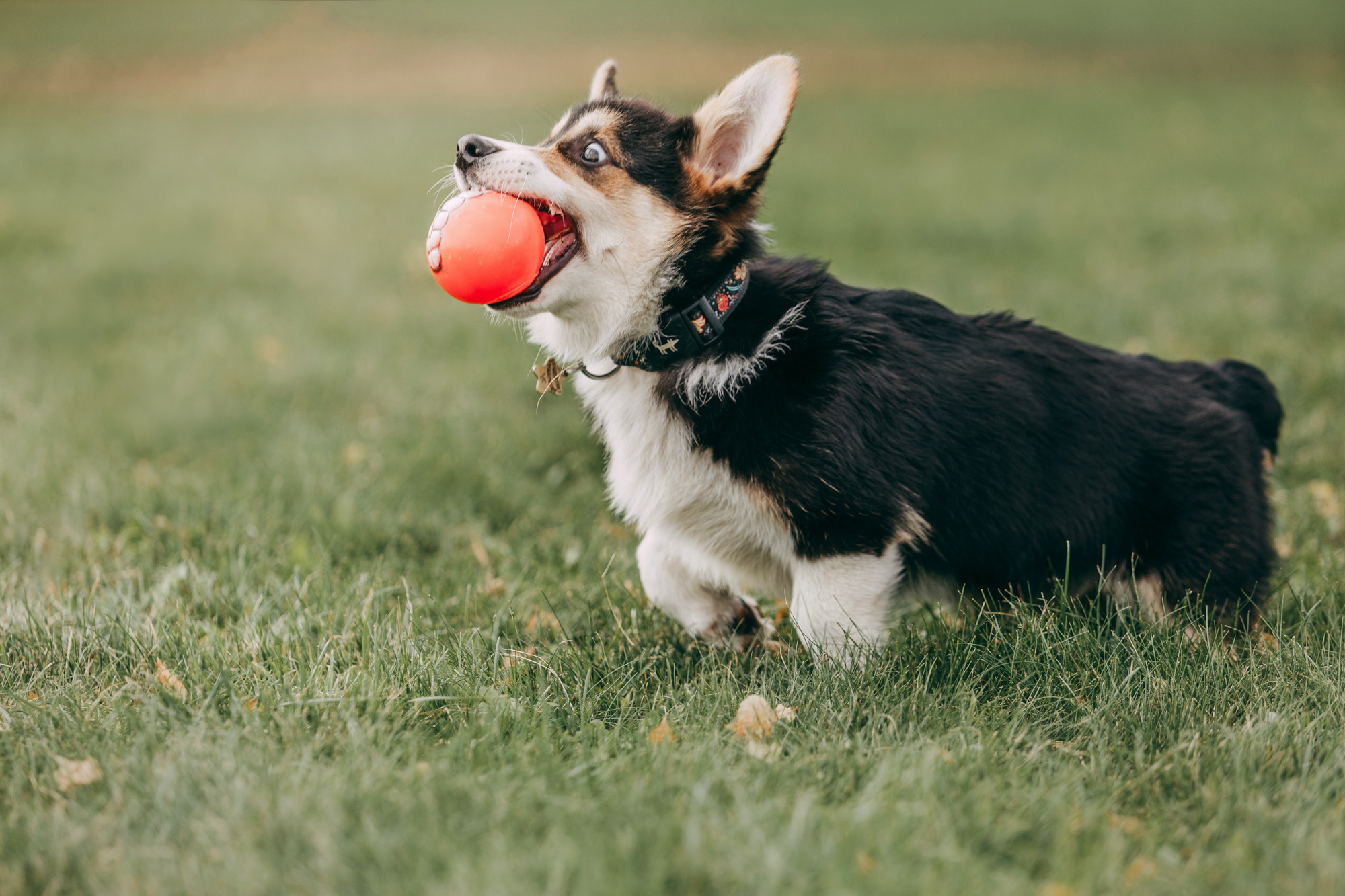 День рождения Габи. Фотограф-анималист Елена Радченко, Москва