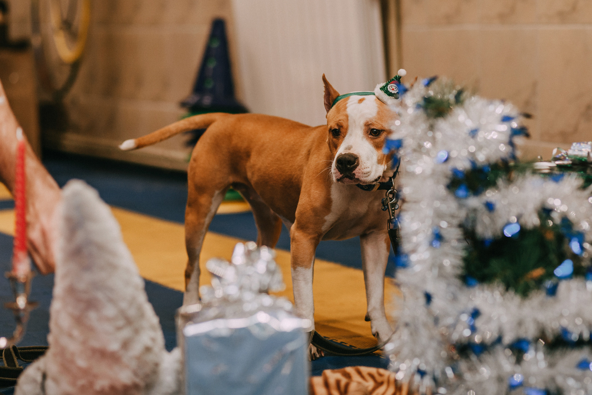 Собачий Новый год. Фотограф-анималист Елена Радченко, Москва