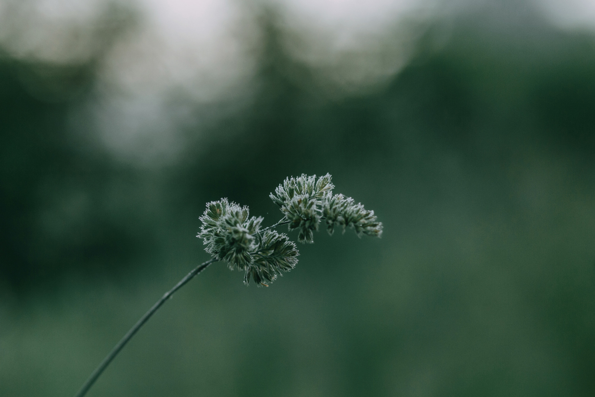 Лида и Яра. Фотограф-анималист Елена Радченко, Москва