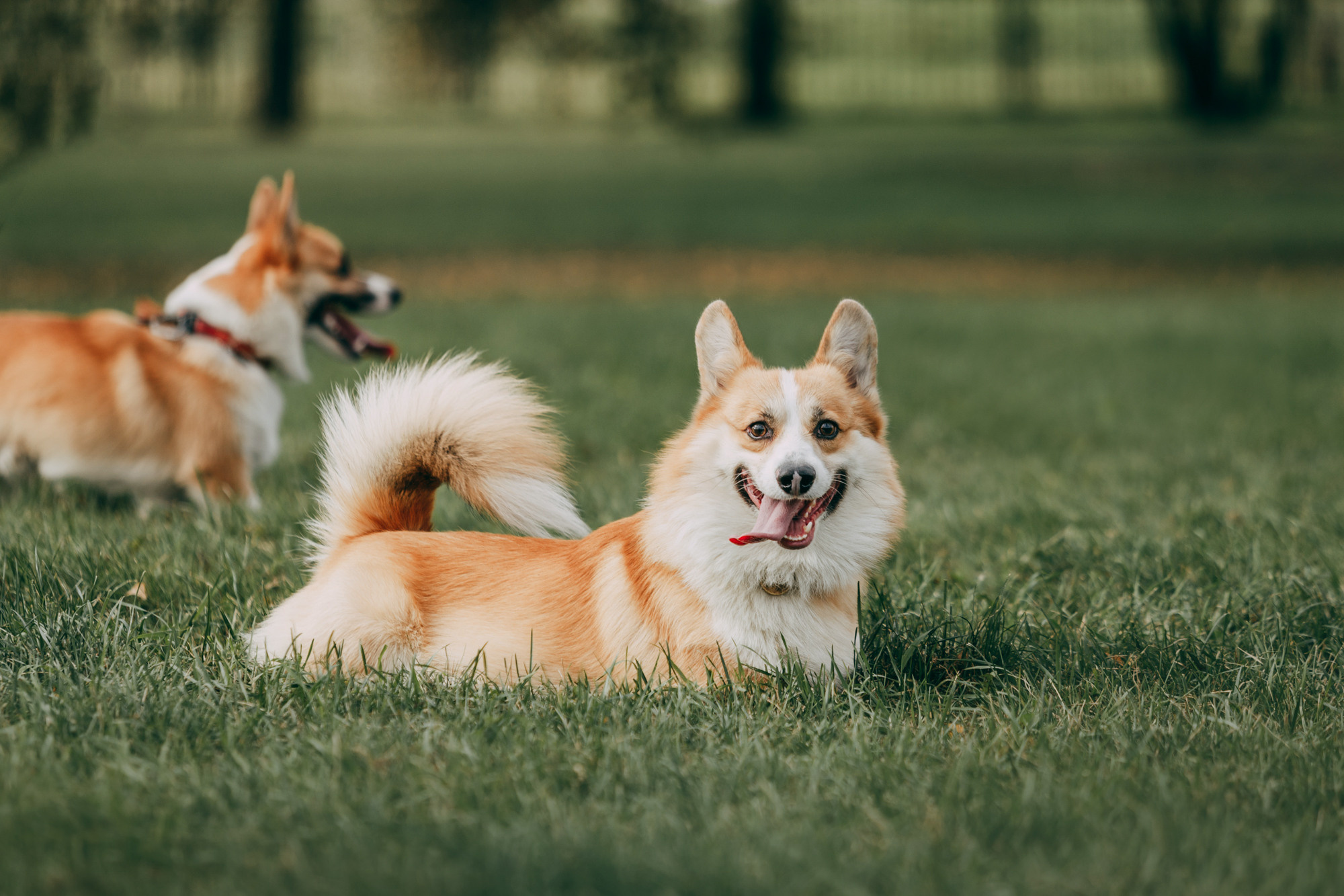 День рождения Габи. Фотограф-анималист Елена Радченко, Москва
