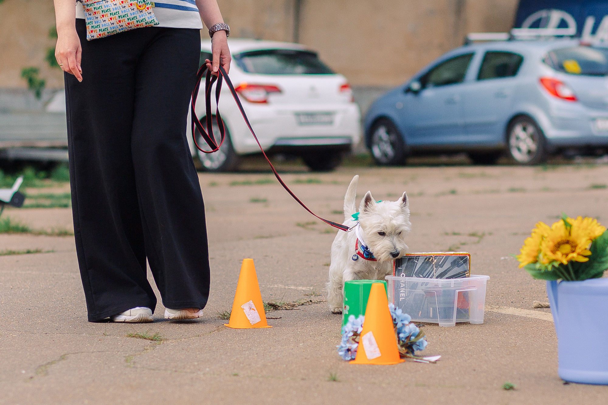 Дог-туса. Фотограф-анималист Елена Радченко, Москва