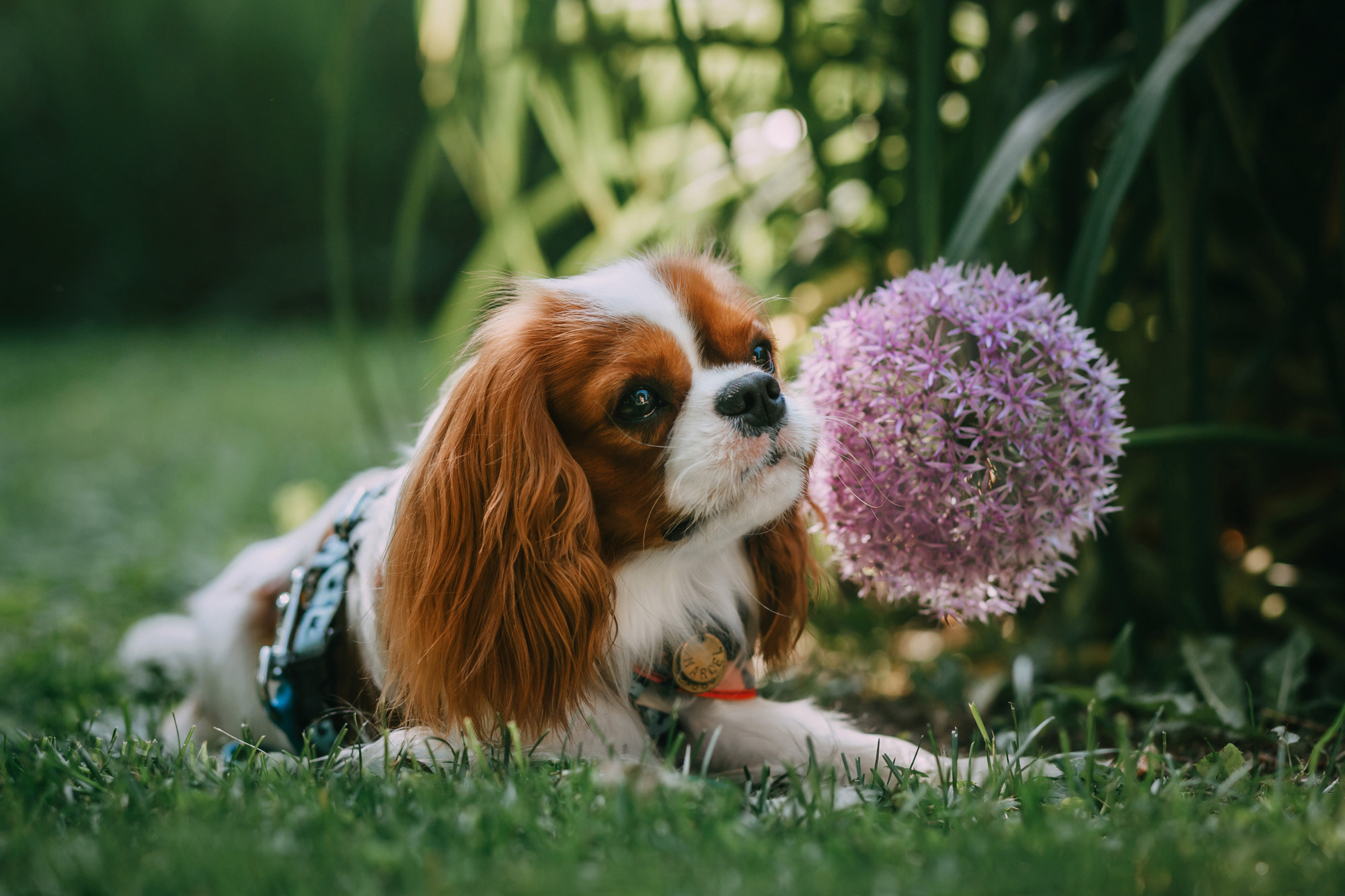 Анастасия и Марсель. Фотограф-анималист Елена Радченко, Москва