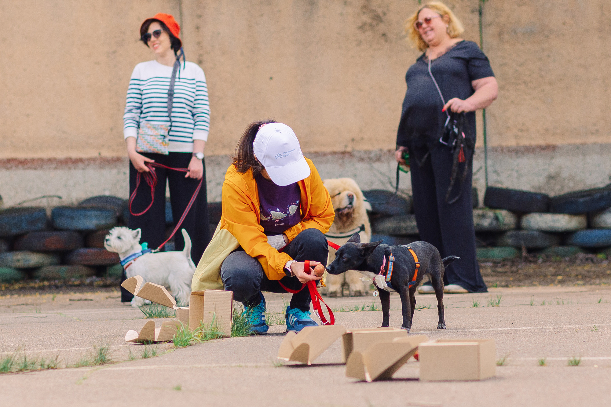 Дог-туса. Фотограф-анималист Елена Радченко, Москва