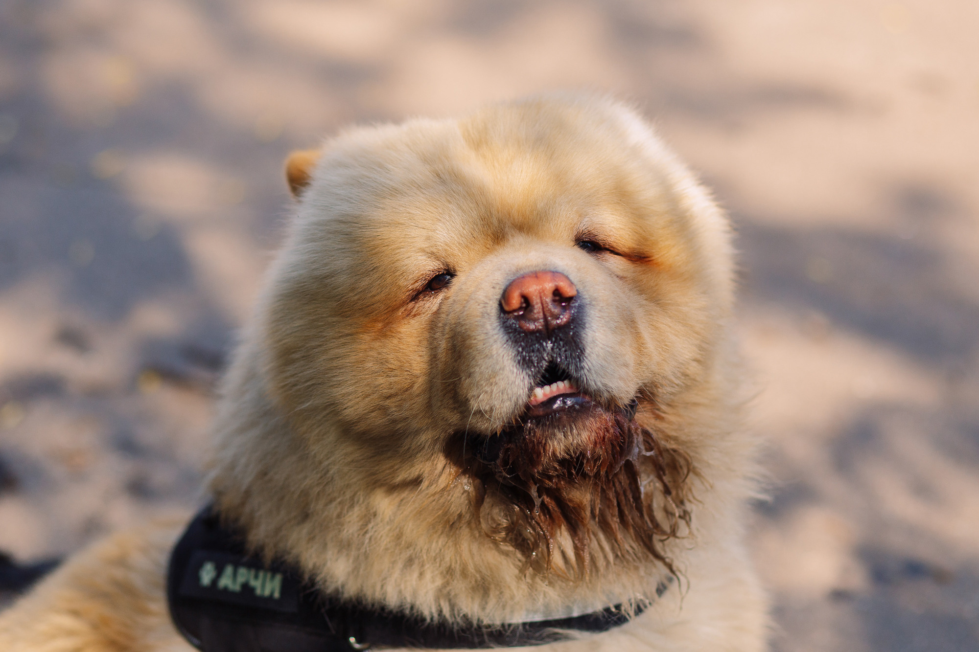 Дог-туса. Фотограф-анималист Елена Радченко, Москва