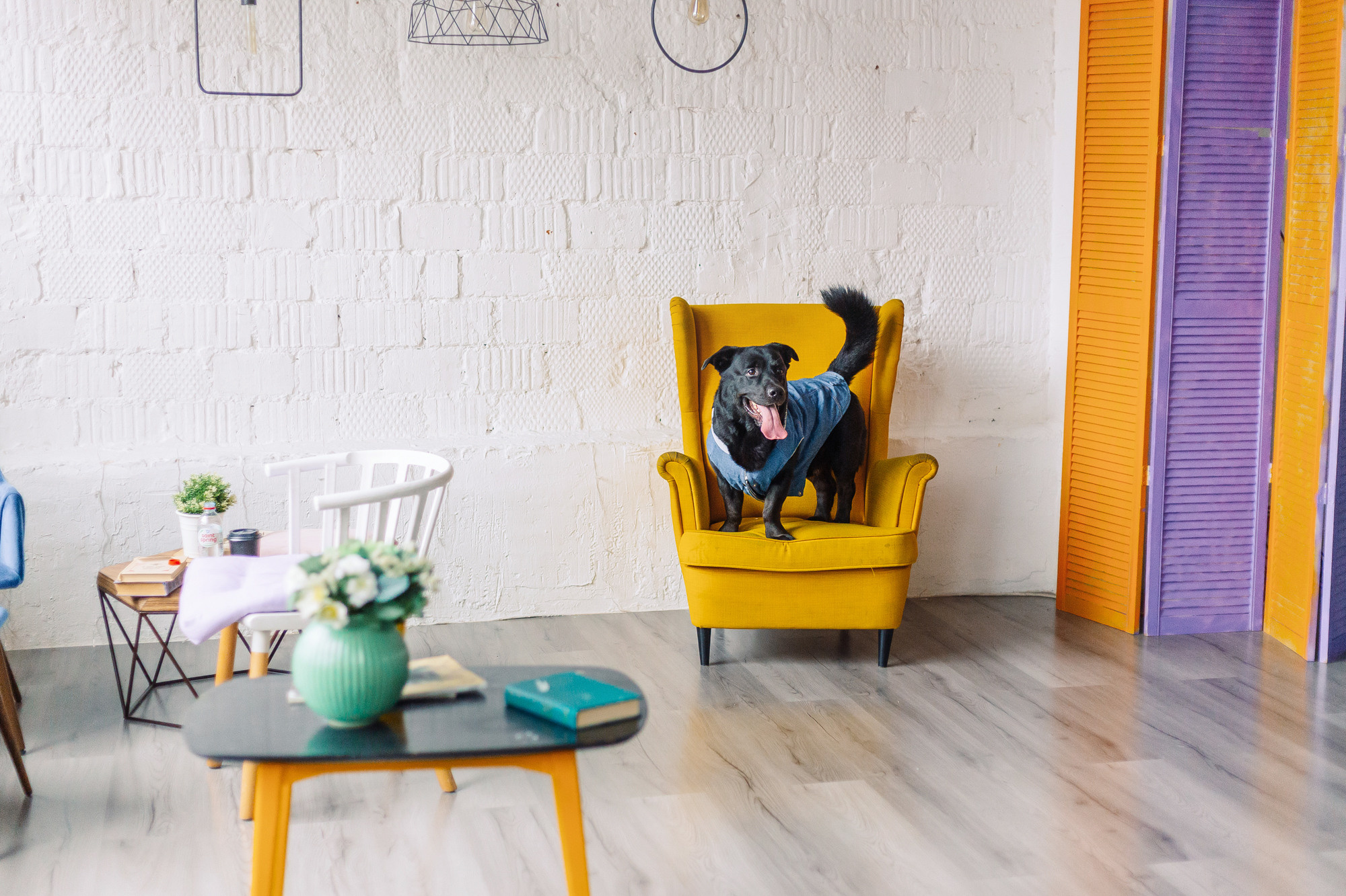 Магазин Friend of mine. Фотограф-анималист Елена Радченко, Москва