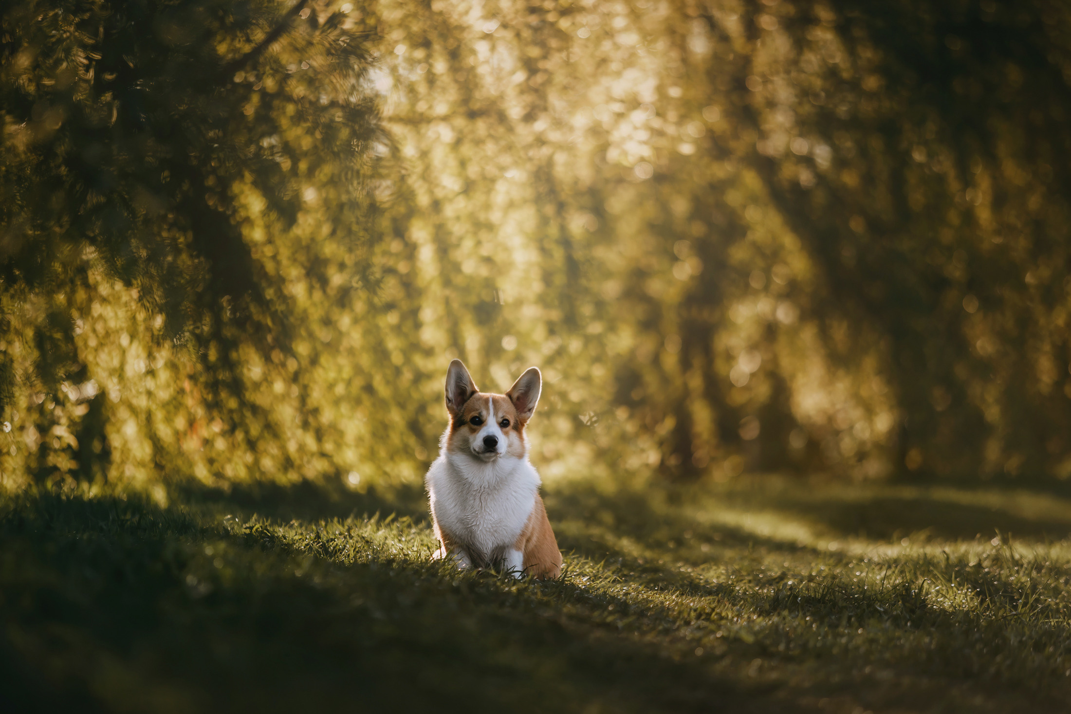 Вилла. Фотограф-анималист Елена Радченко, Москва
