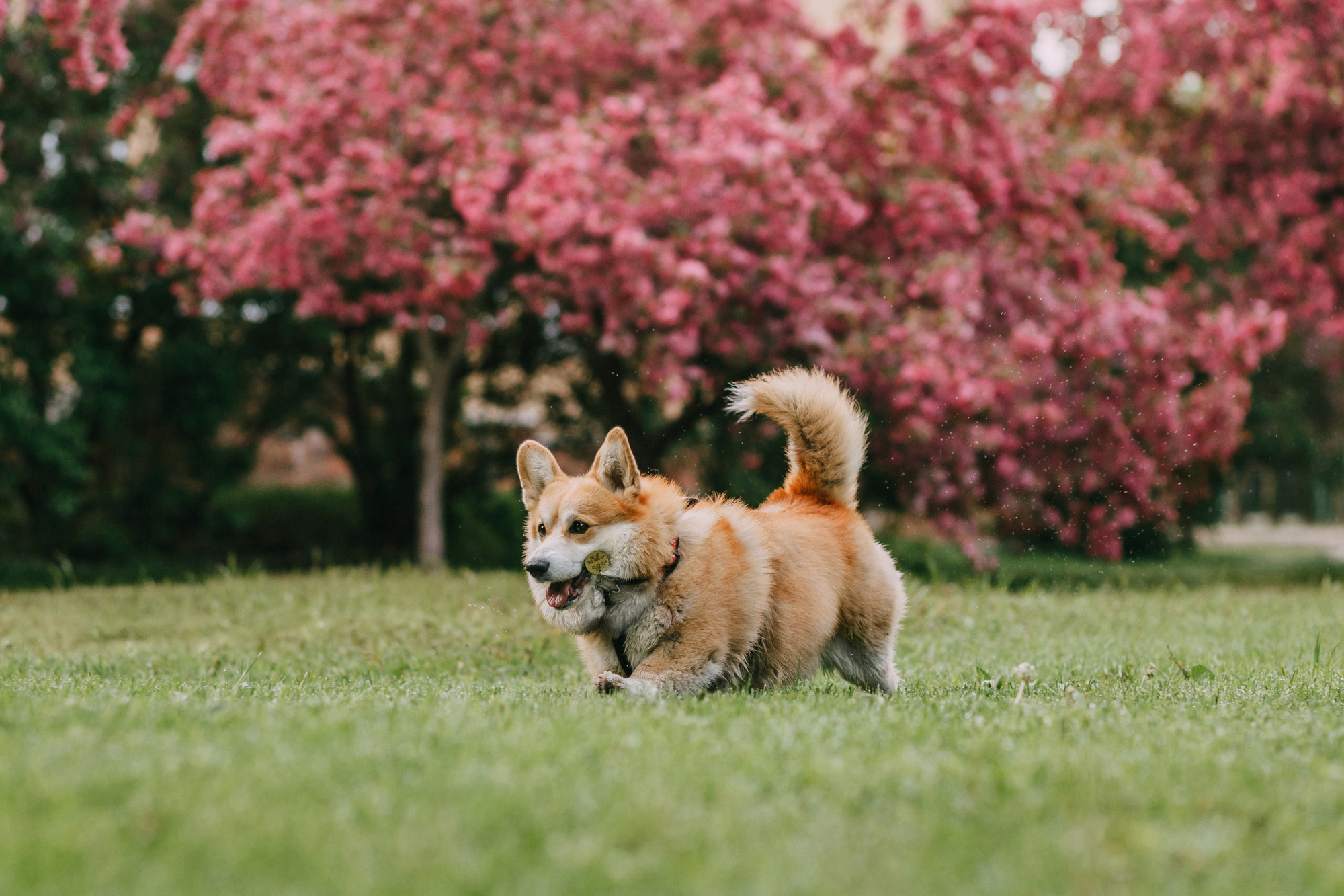 Анна и Филипп. Фотограф-анималист Елена Радченко, Москва