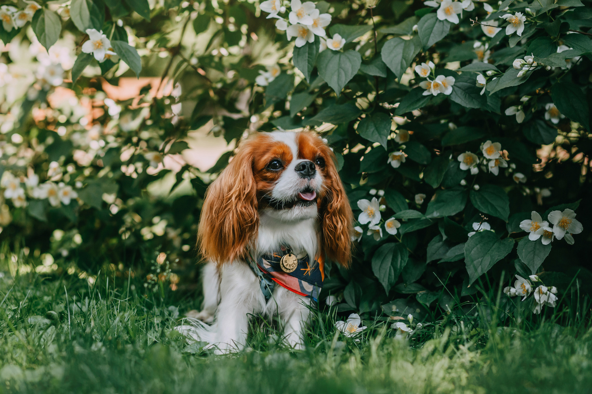 Анастасия и Марсель. Фотограф-анималист Елена Радченко, Москва