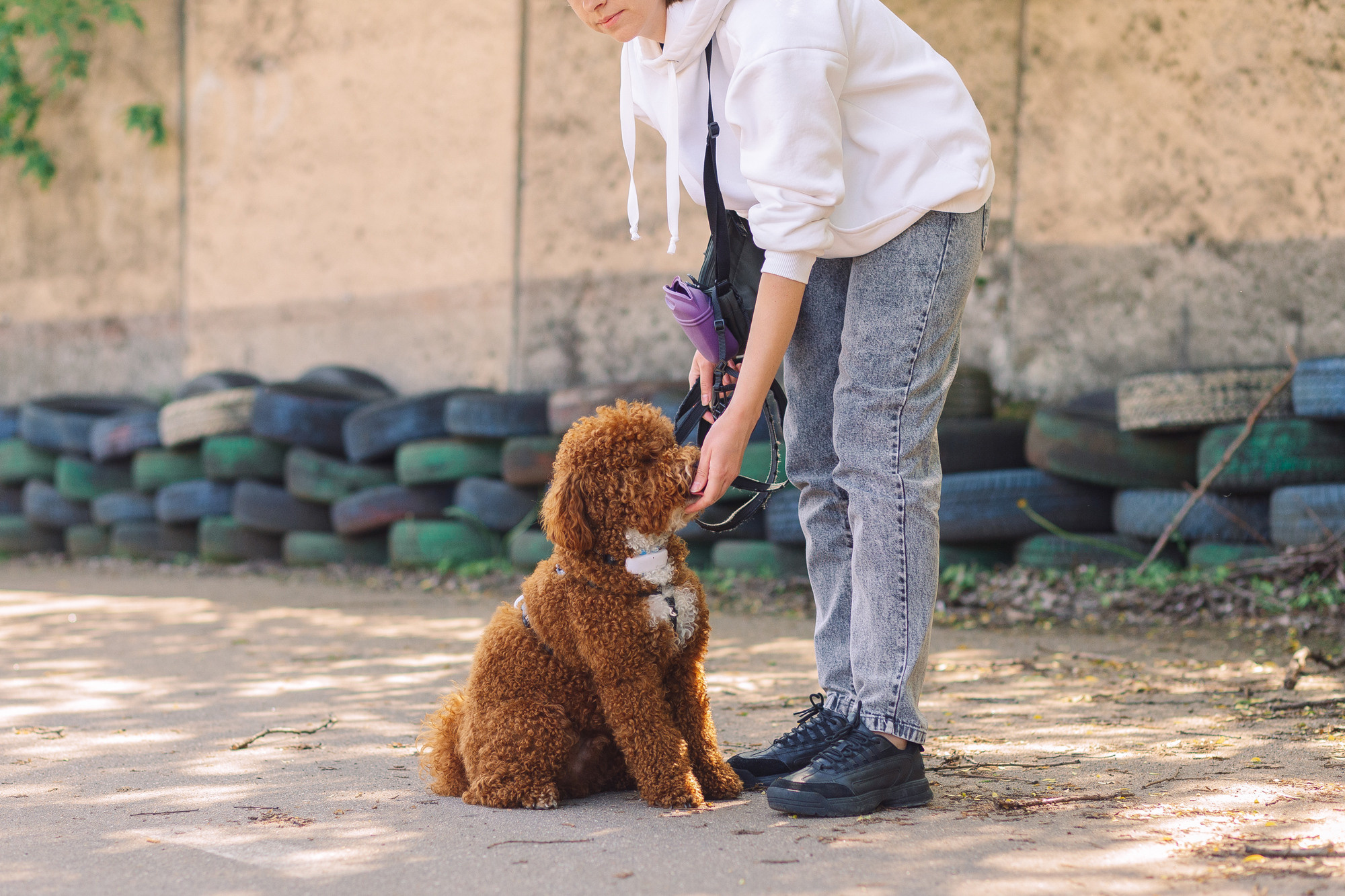 Дог-туса. Фотограф-анималист Елена Радченко, Москва