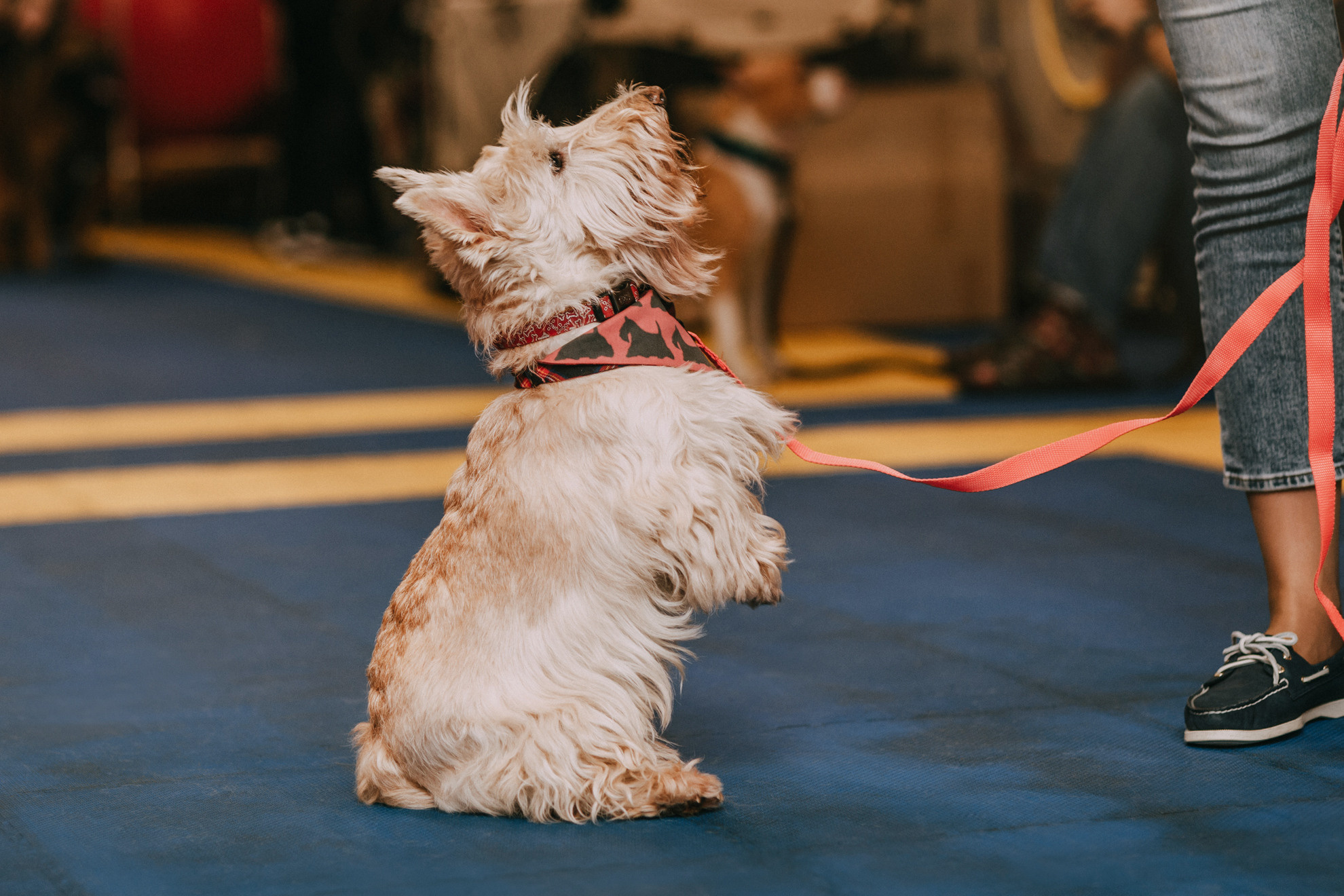 Собачий Новый год. Фотограф-анималист Елена Радченко, Москва