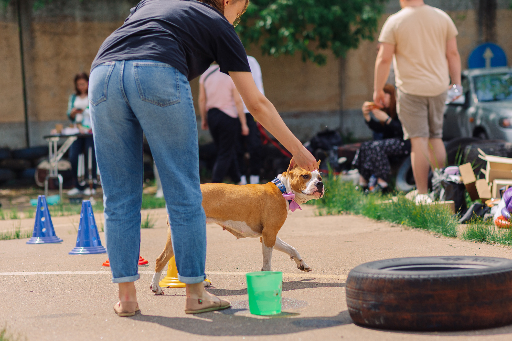 Дог-туса. Фотограф-анималист Елена Радченко, Москва