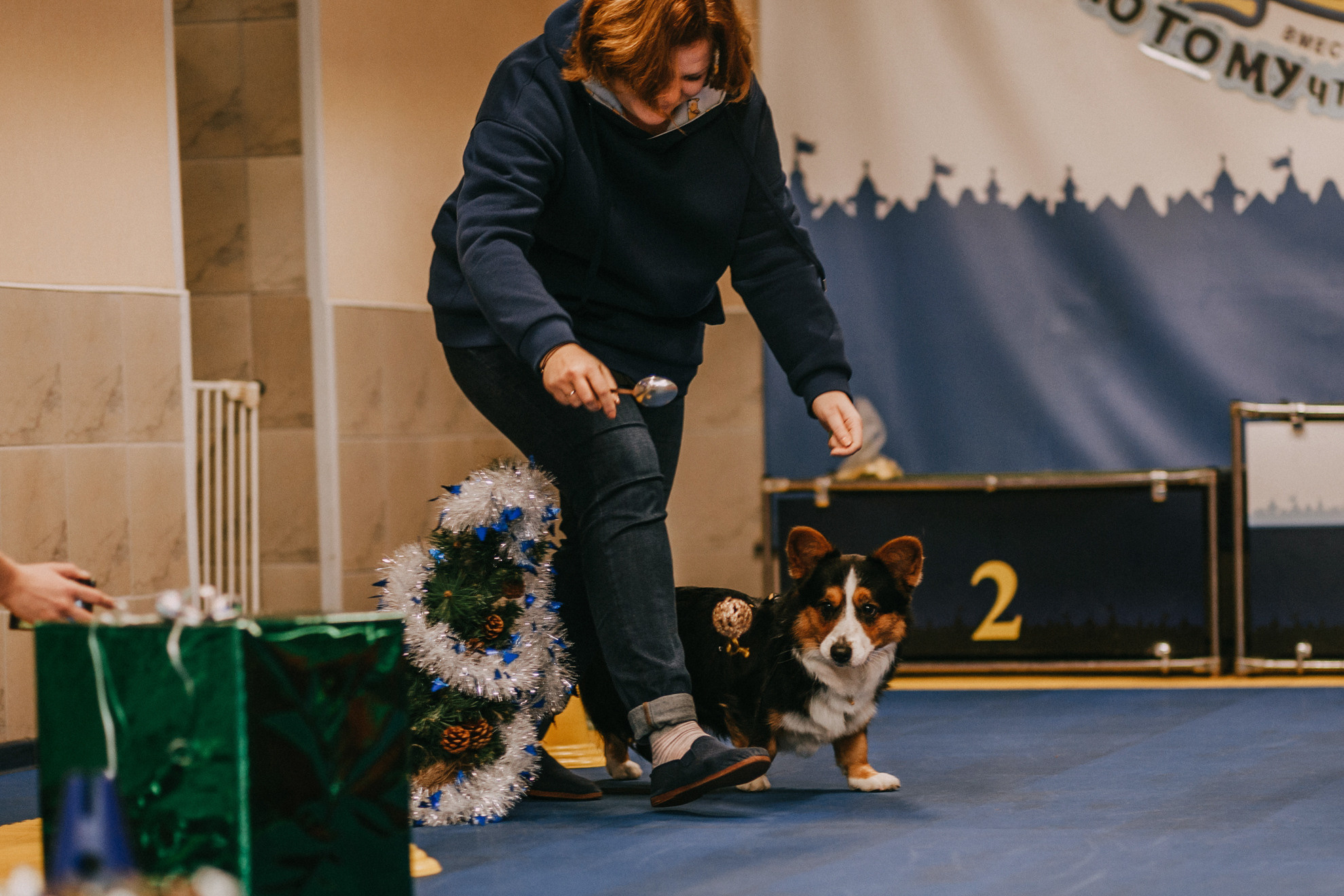 Собачий Новый год. Фотограф-анималист Елена Радченко, Москва