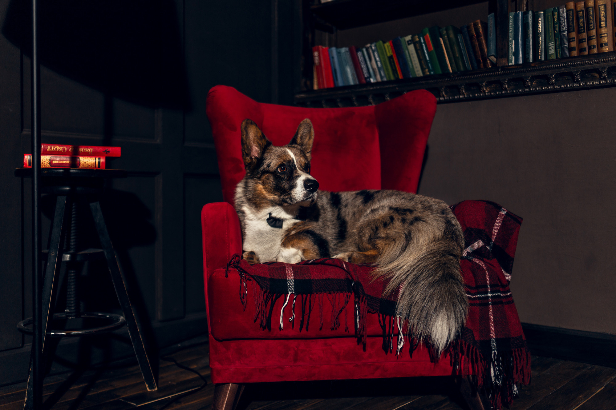 Оля и Куб. Фотограф-анималист Елена Радченко, Москва