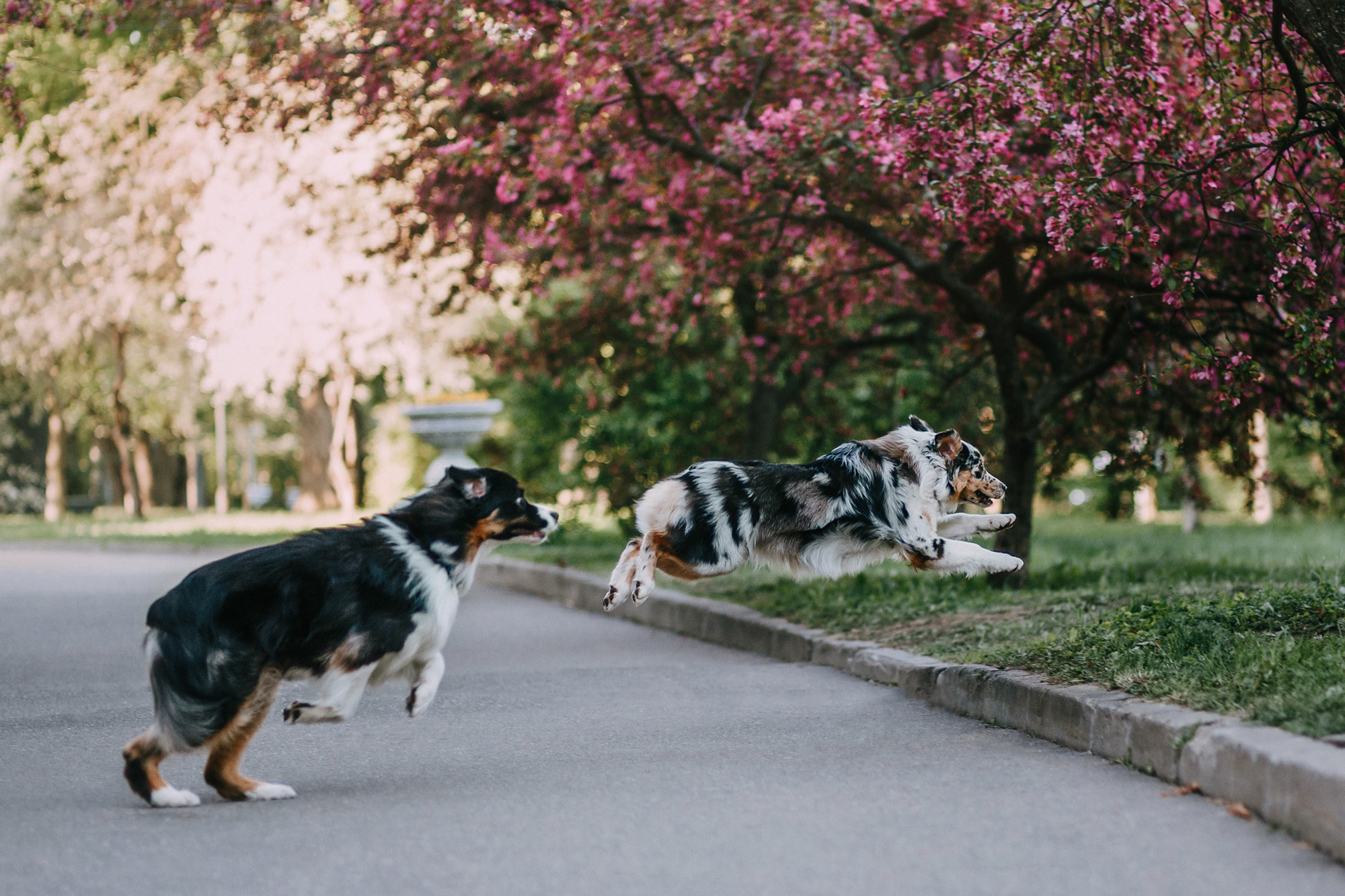 Анна, Чарли и Ева. Фотограф-анималист Елена Радченко, Москва
