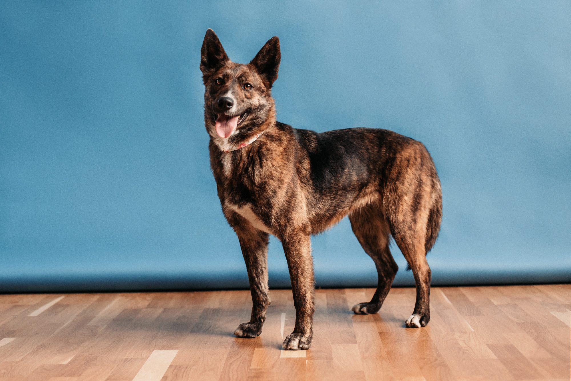 Эдит и Диди. Фотограф-анималист Елена Радченко, Москва