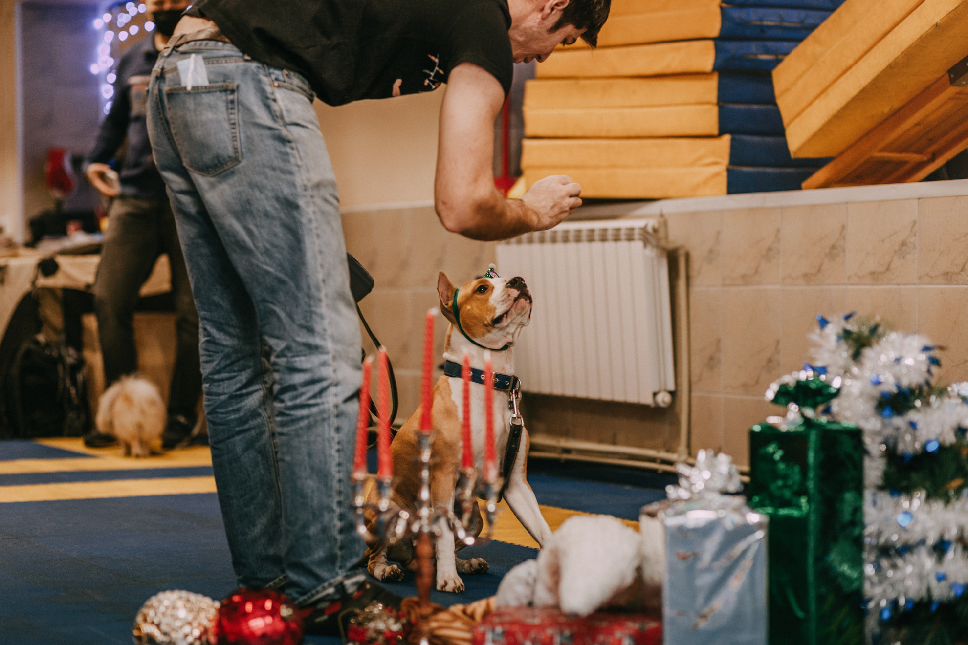 Собачий Новый год. Фотограф-анималист Елена Радченко, Москва