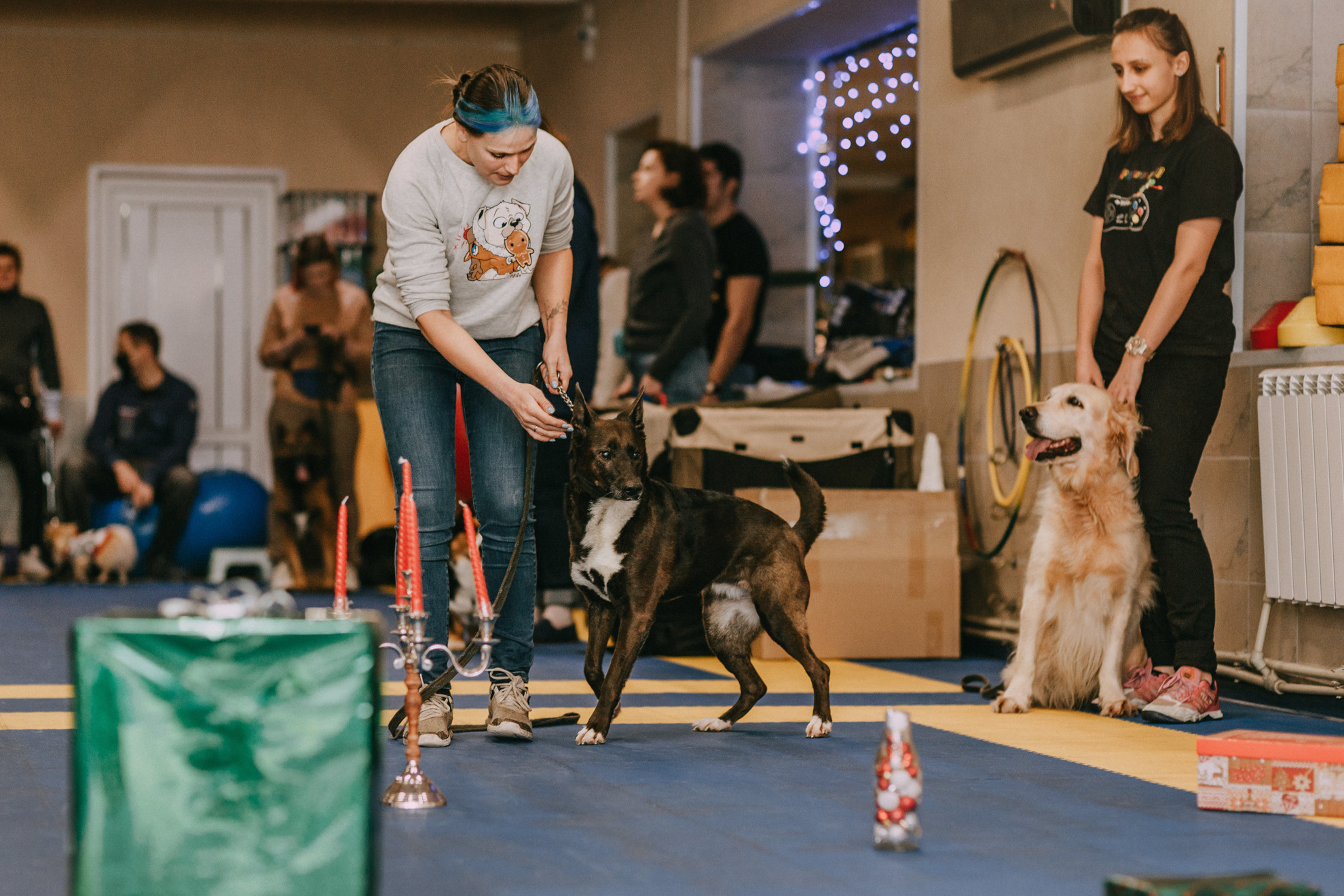 Собачий Новый год. Фотограф-анималист Елена Радченко, Москва