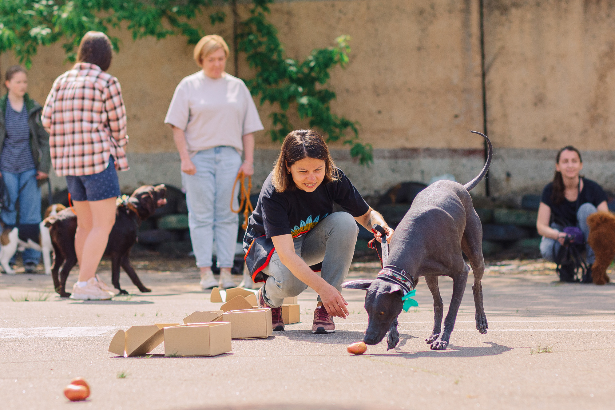 Дог-туса. Фотограф-анималист Елена Радченко, Москва