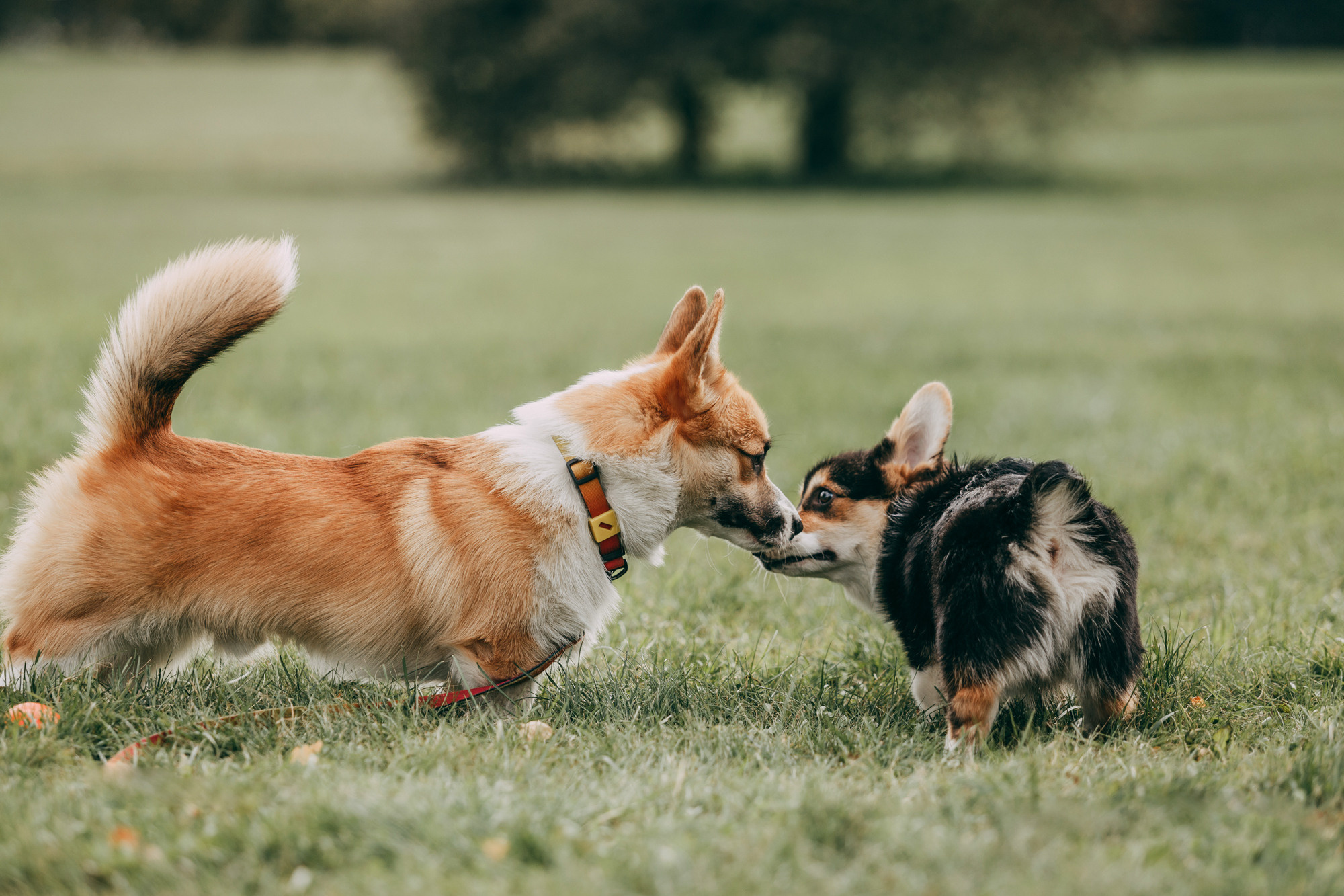 День рождения Габи. Фотограф-анималист Елена Радченко, Москва