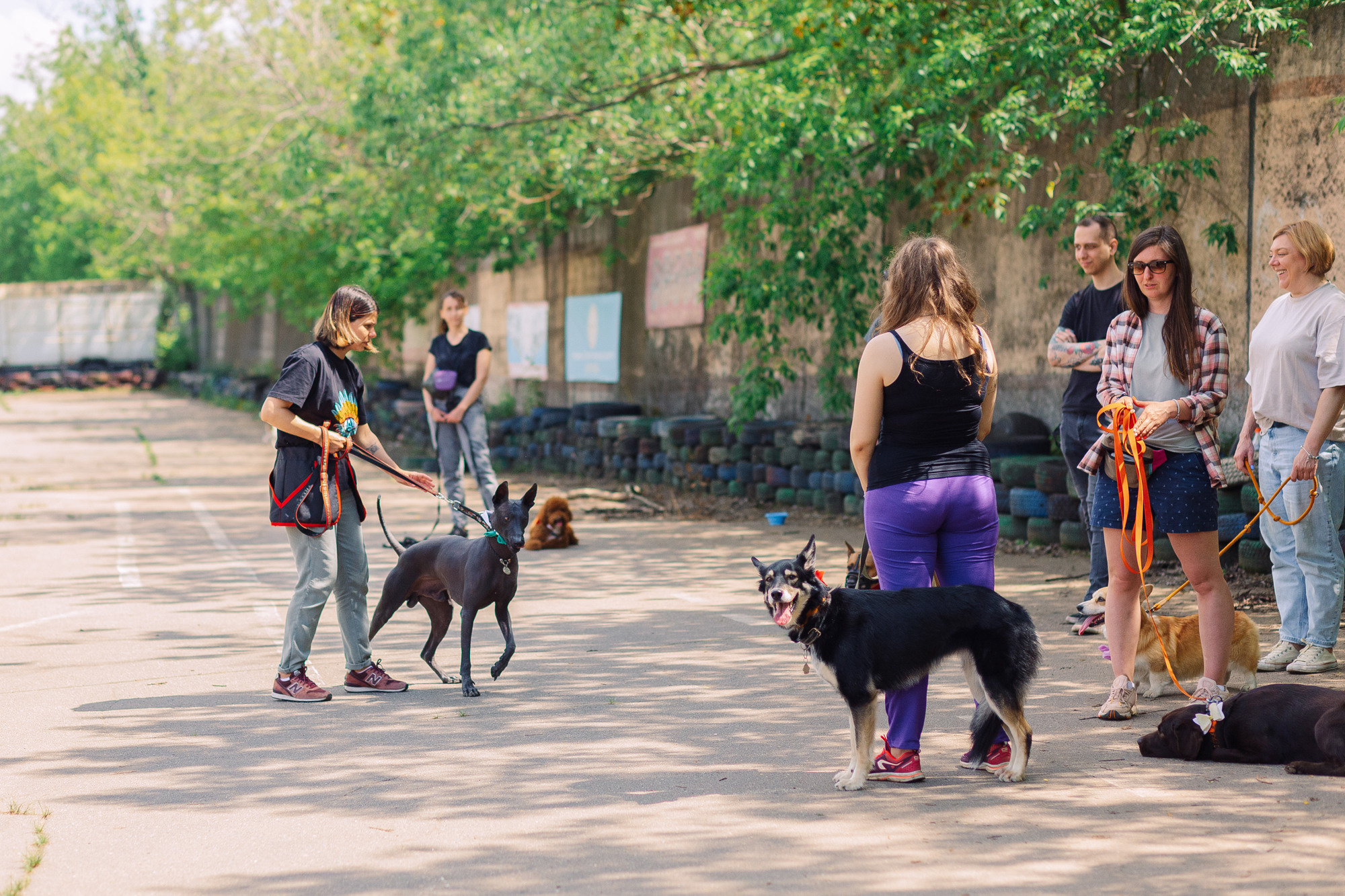 Дог-туса. Фотограф-анималист Елена Радченко, Москва