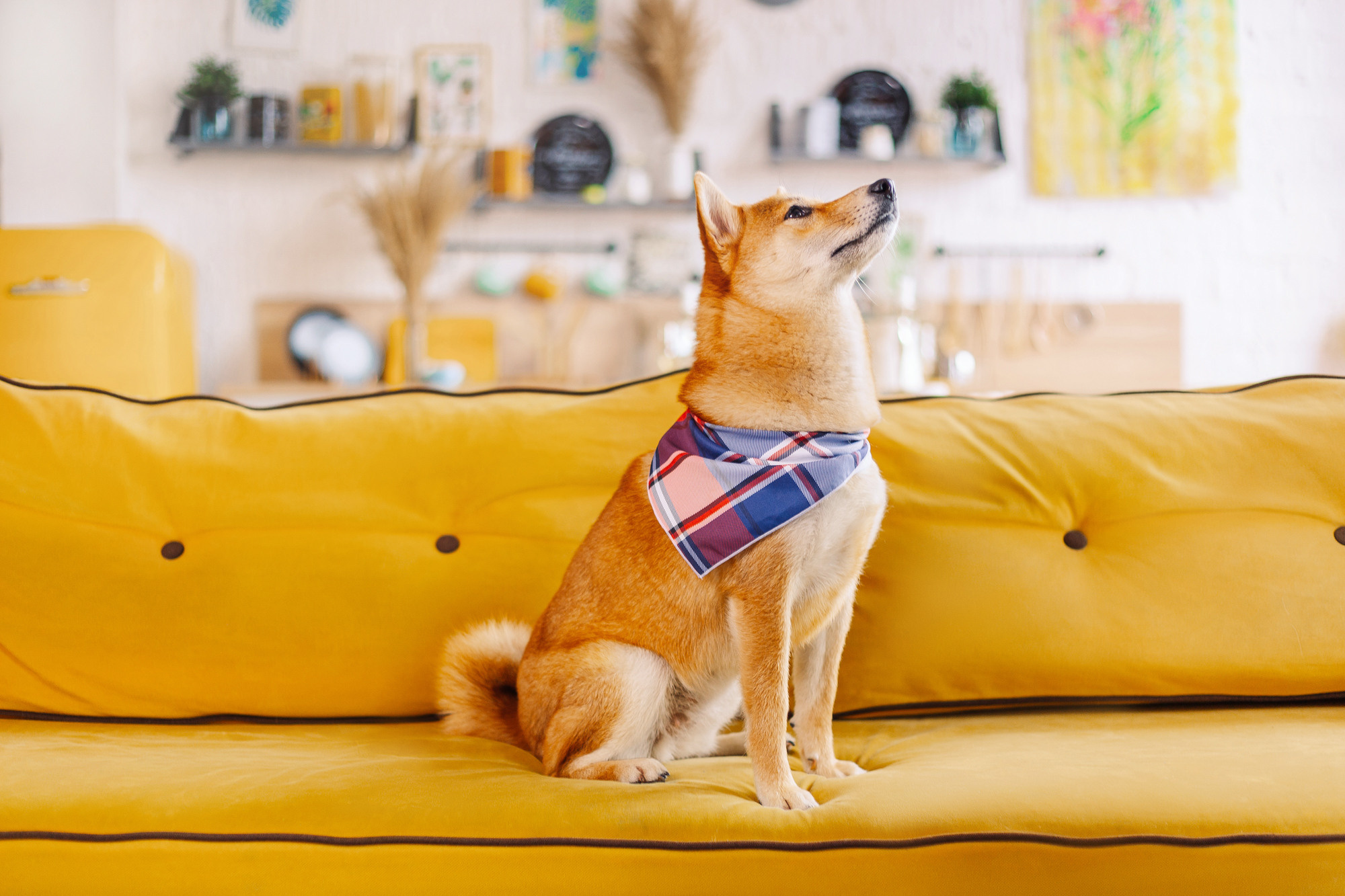 Магазин Friend of mine. Фотограф-анималист Елена Радченко, Москва