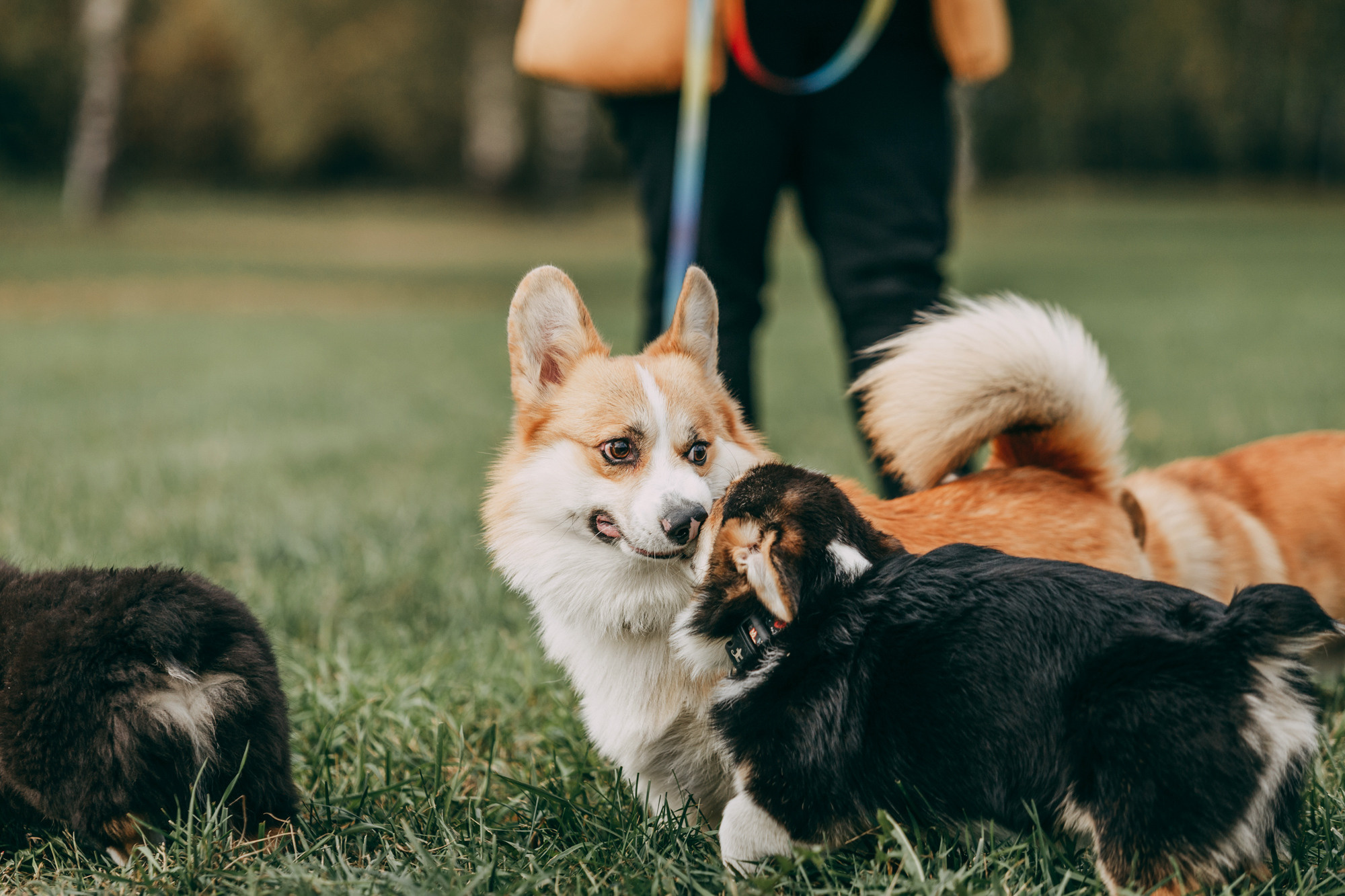 День рождения Габи. Фотограф-анималист Елена Радченко, Москва
