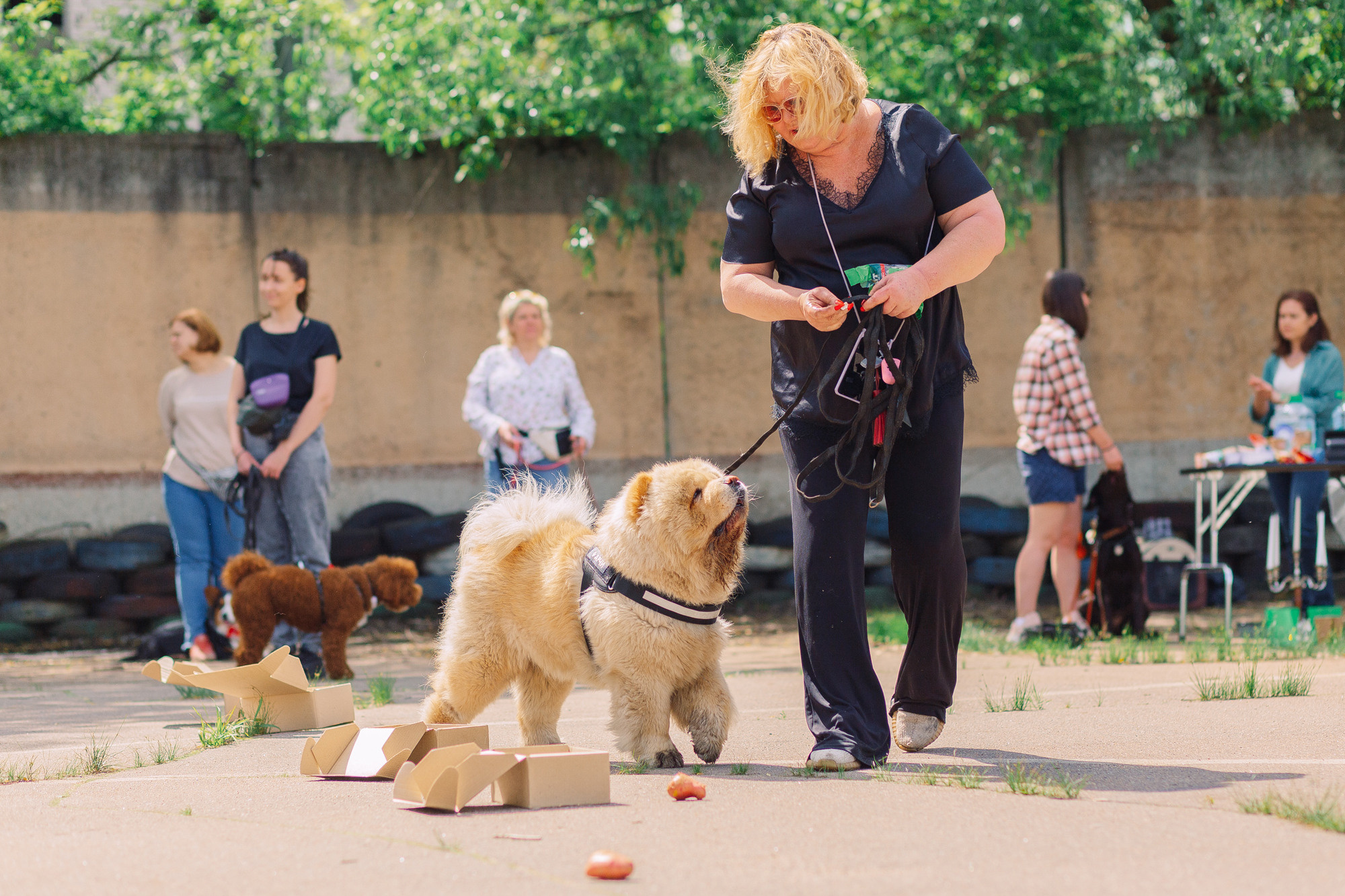 Дог-туса. Фотограф-анималист Елена Радченко, Москва