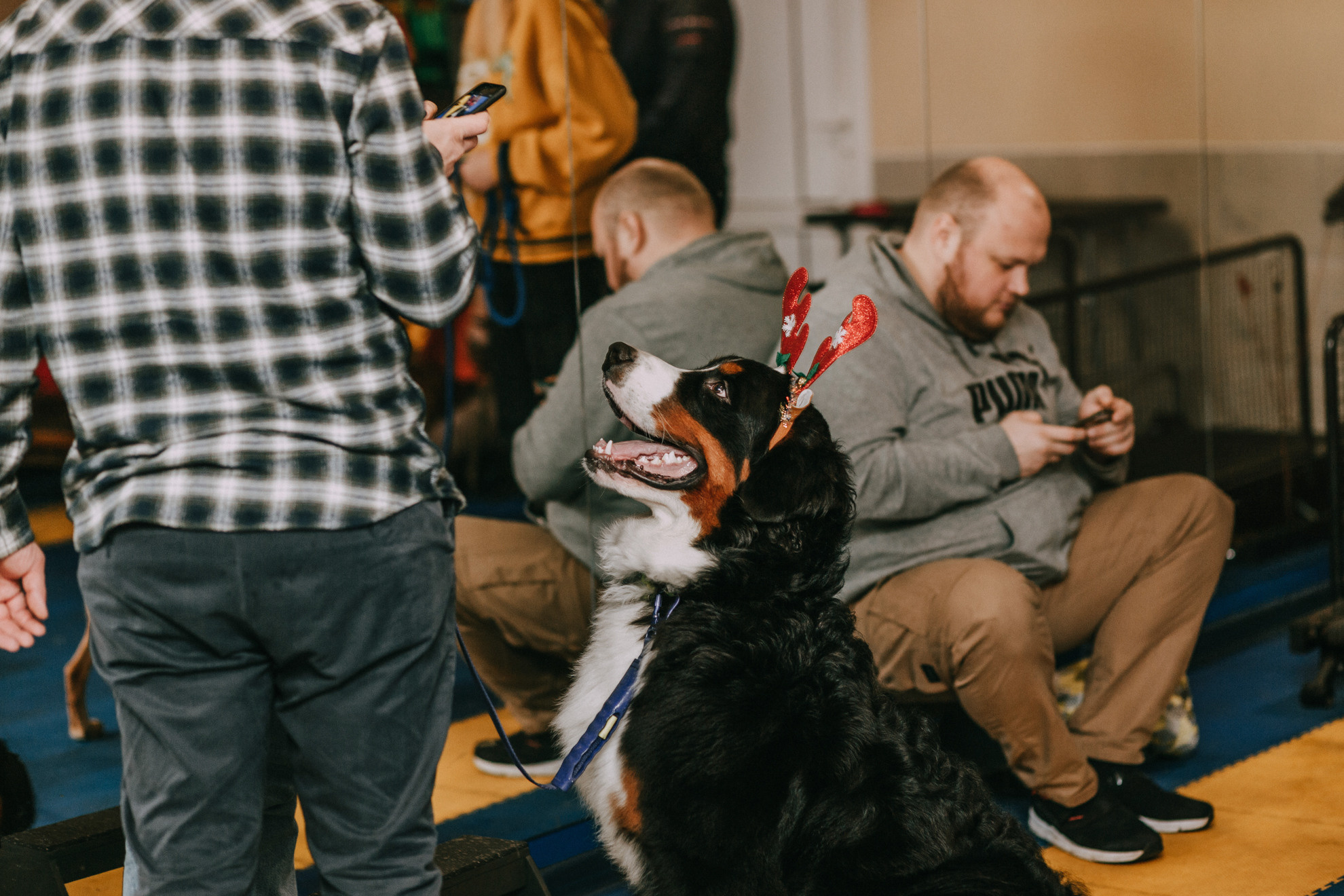 Собачий Новый год. Фотограф-анималист Елена Радченко, Москва
