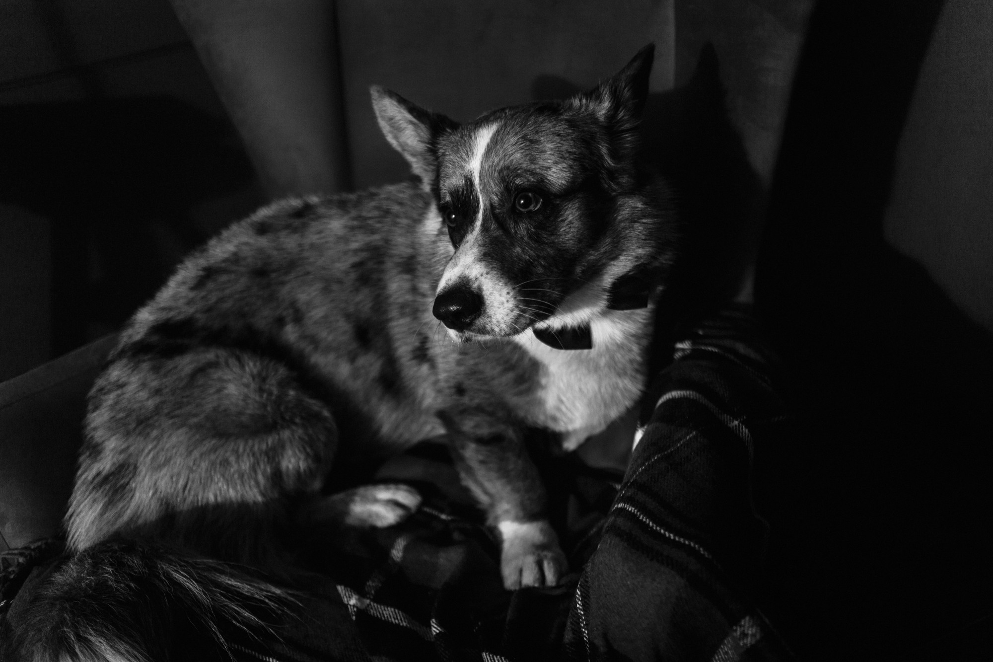 Оля и Куб. Фотограф-анималист Елена Радченко, Москва