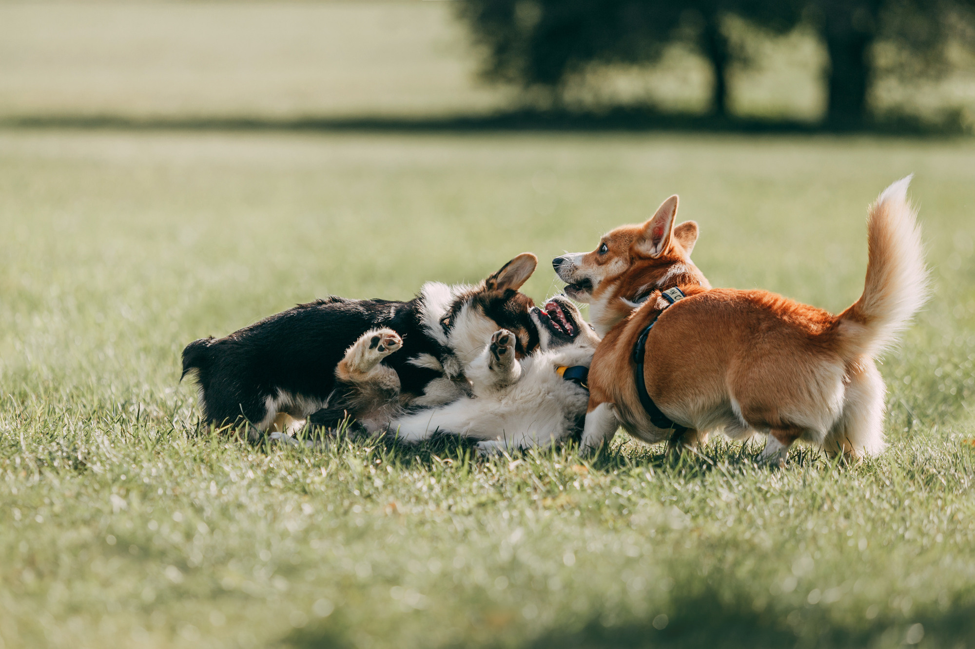 День рождения Габи. Фотограф-анималист Елена Радченко, Москва