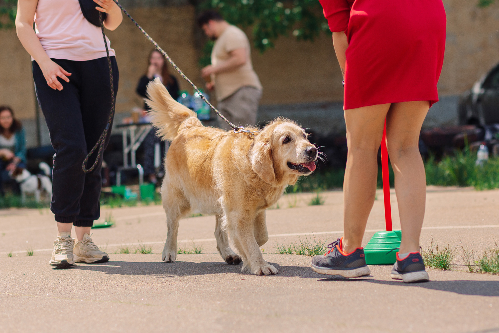 Дог-туса. Фотограф-анималист Елена Радченко, Москва