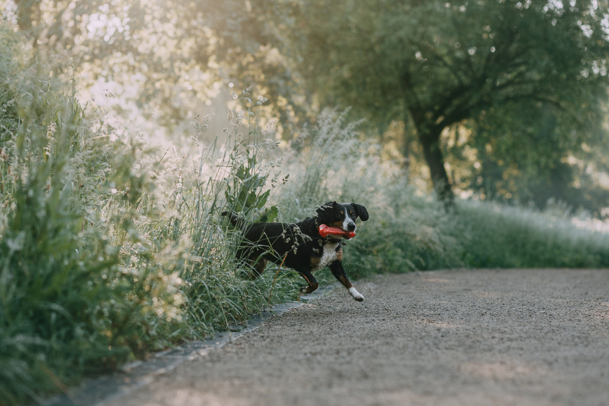 Лида и Яра. Фотограф-анималист Елена Радченко, Москва