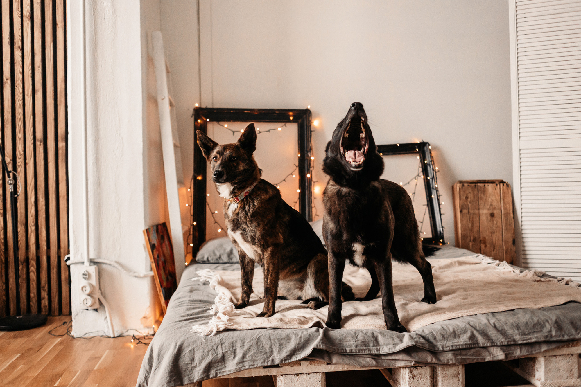 Эдит и Диди. Фотограф-анималист Елена Радченко, Москва