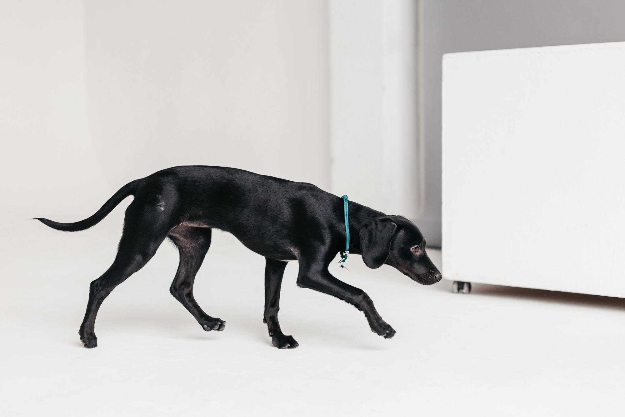 Фотодень 4 апреля. Фотограф-анималист Елена Радченко, Москва